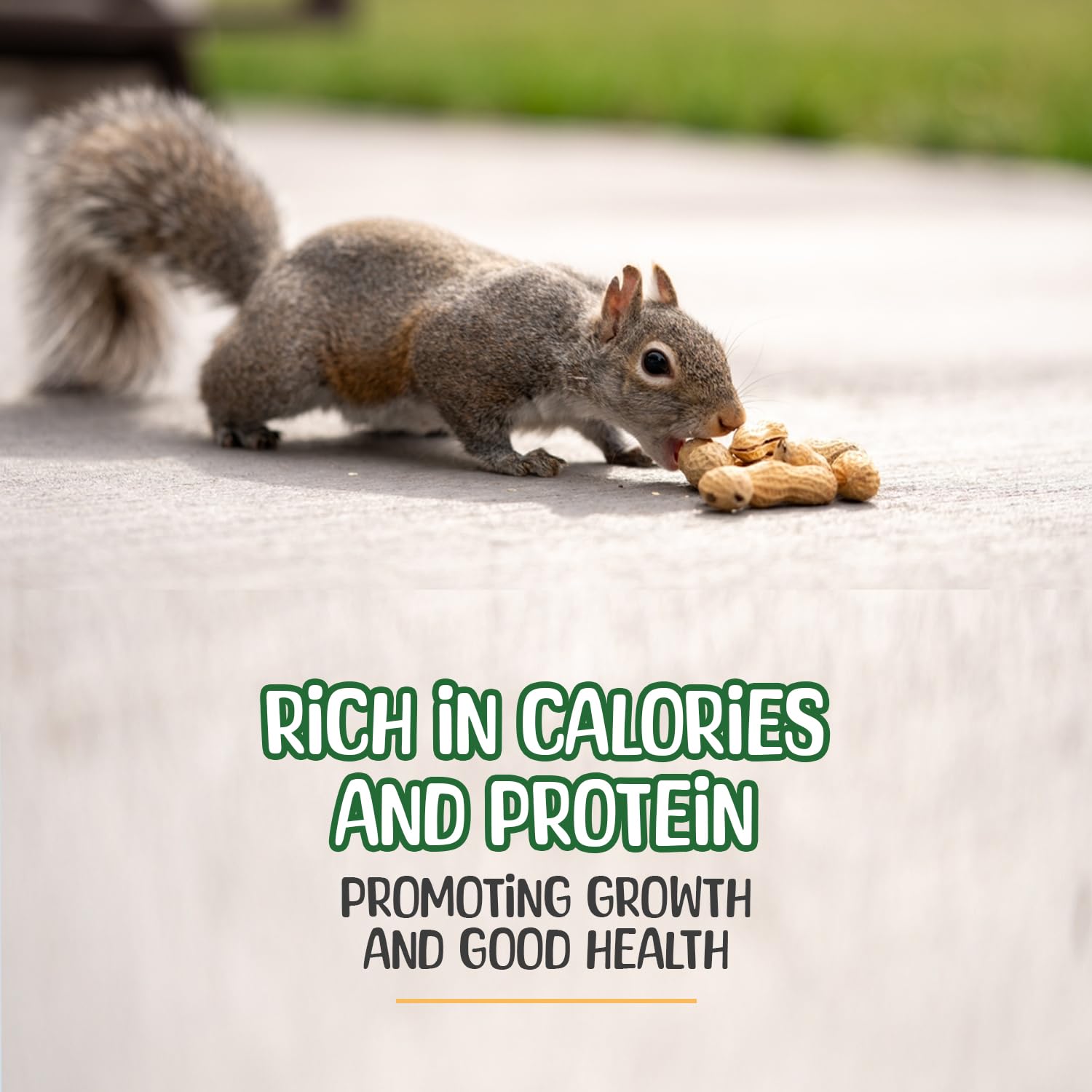 Premium Quality Raw Peanuts in Shell - 5 Pounds - All-Natural Food for Squirrels, Deer, Birds, and Other Wildlife Animals - Grow