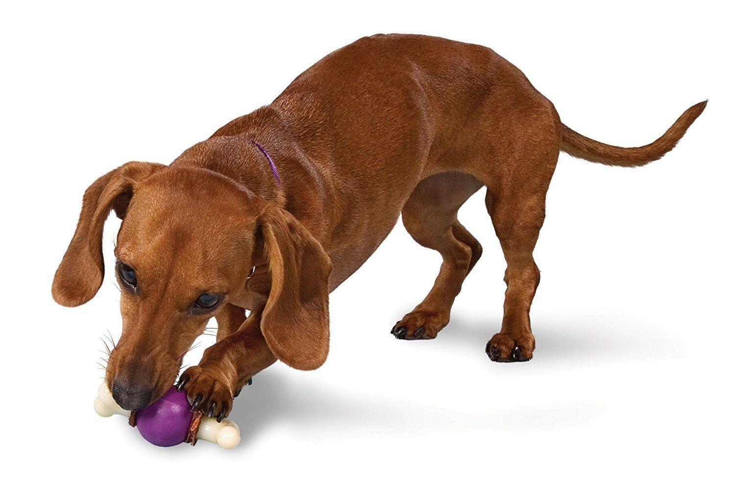 Petsafe® Busy Buddy® Bouncy Bone™, Treat Holding Dog Toy, Small, Best For Dogs Up To 10 Lb.