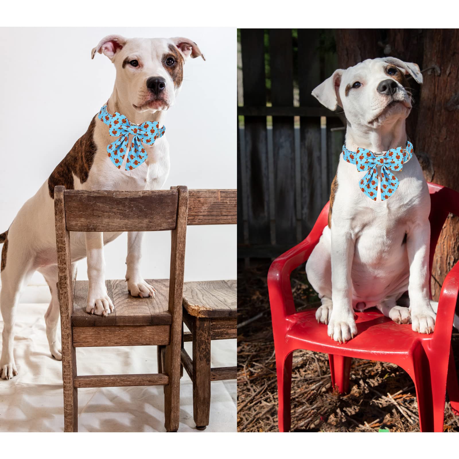 Unique Style Paws Thanksgiving Dog Collar With Bow Tie Blue Turkey Puppy Collar For Small Medium Large Dogs As Autumn Winter Pet