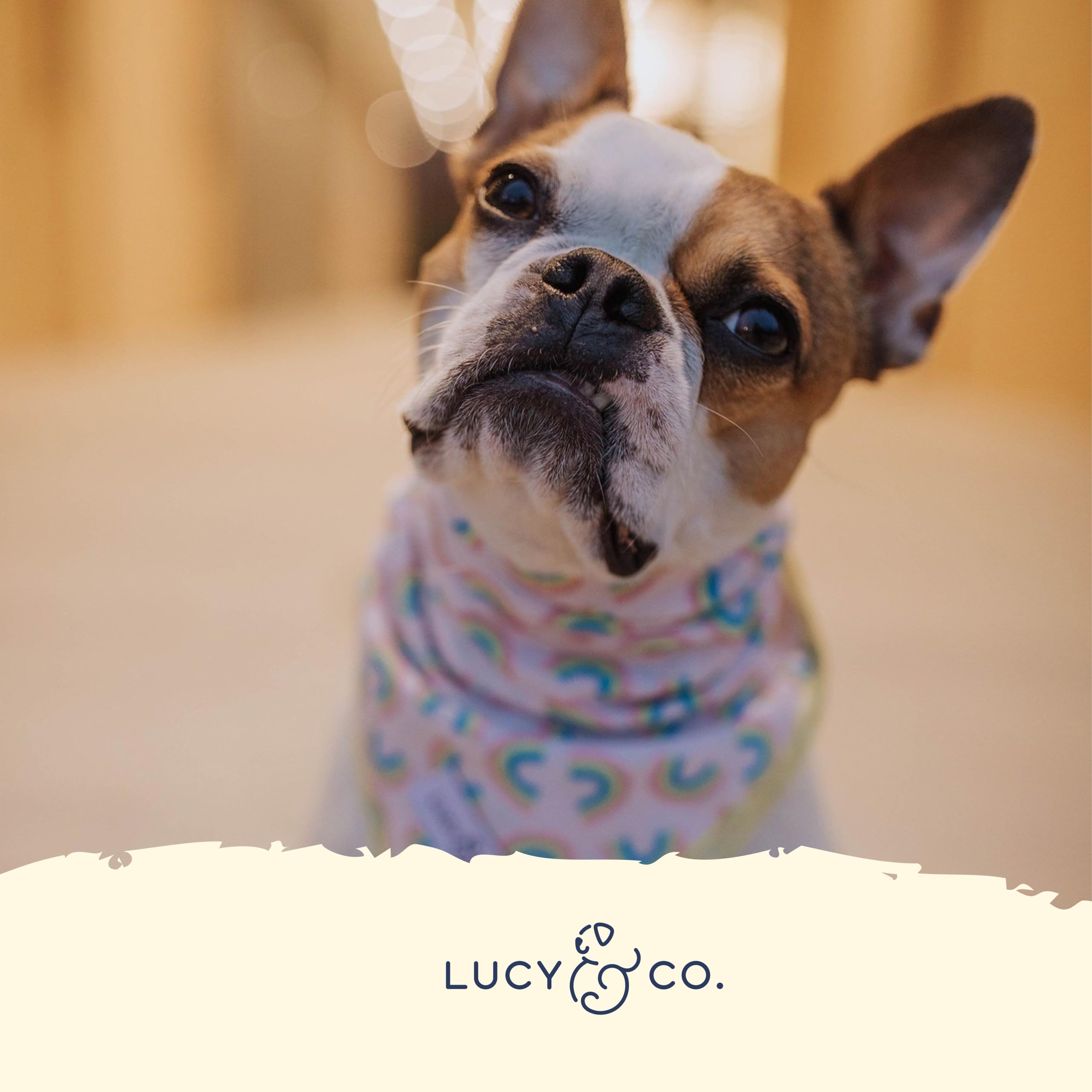 Lucy & Co. Dog Collar - Durable Lightweight Designer Collar For Pets - Adjustable Metal Safety Buckel. (Just Chill Collar).