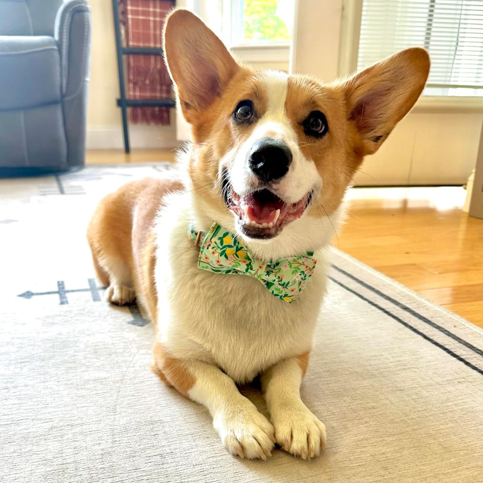 Lionheart Glory Premium Floral Dog Collars, Bowtie Dog Collar, Adjustable Heavy Duty Girl Dog Collar With Bow For Medium Dogs