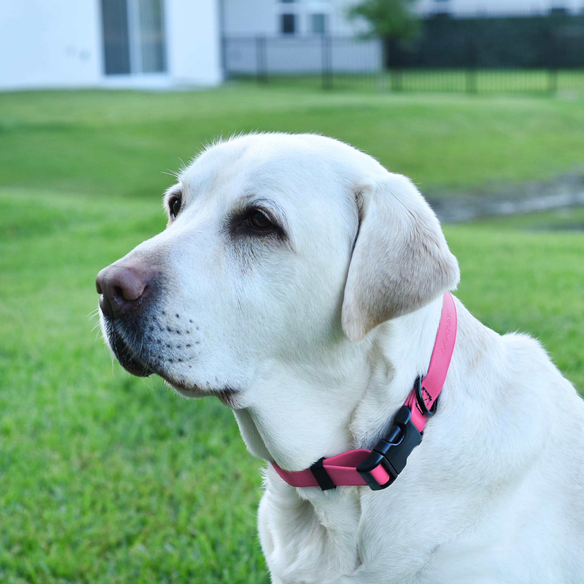 Dogline Biothane Waterproof Dog Collar With Quick Release Buckle Strong Coated Nylon Webbing With Odor- Proof For Easy Care Easy To Clean Fits Small Medium Or Large Dogs, Pink 3/4' W 12-19' L