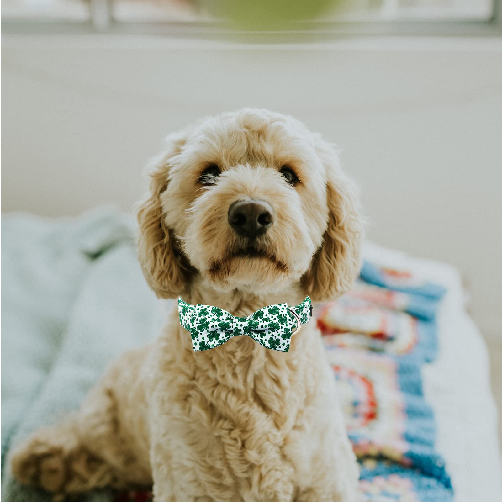 Mr. Chubbyface St.Patrick'S Day Green Clovers Dog Collar Adjustable Dog Collar Bow Tie For Small Medium Large Dogs