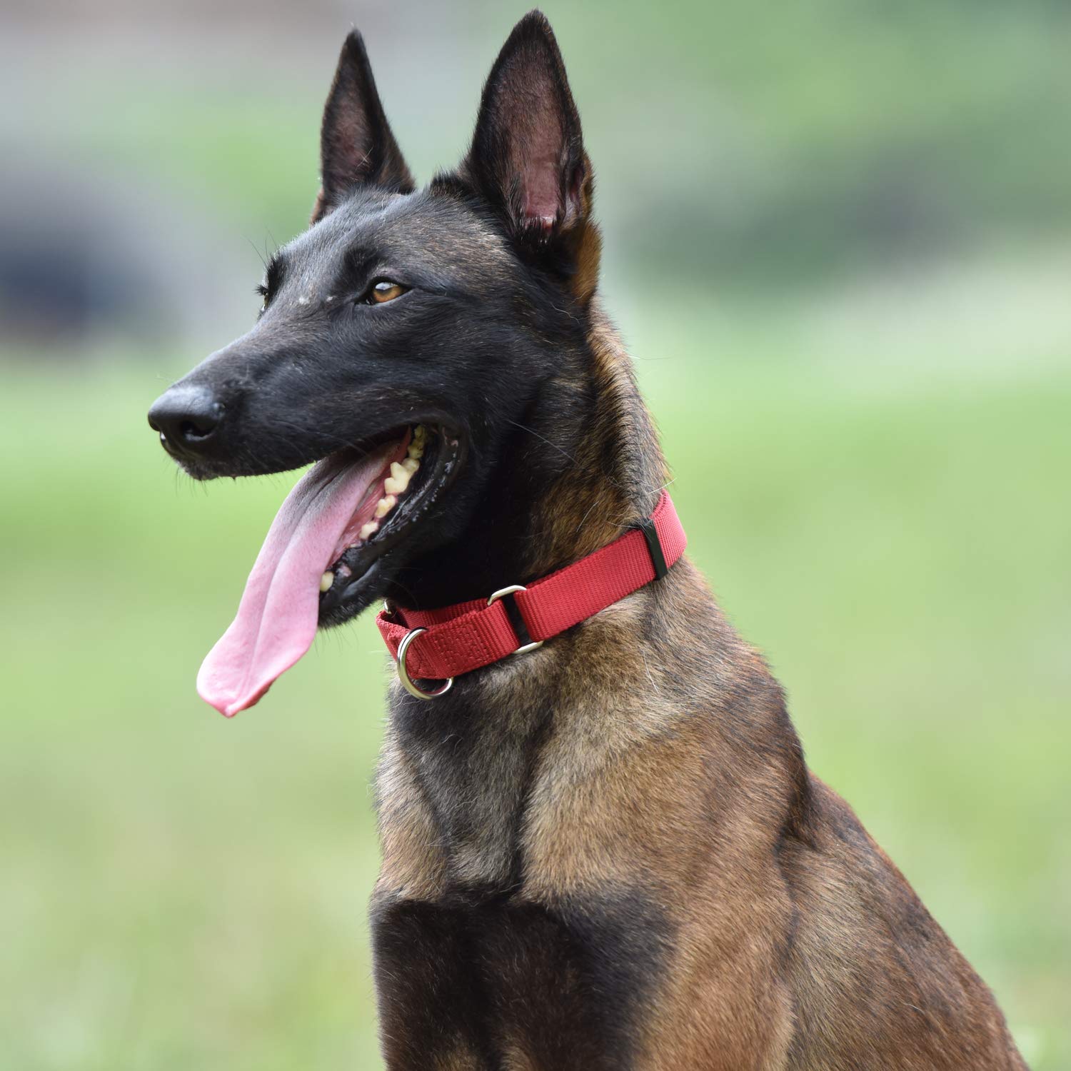 Premium Heavy Duty Nylon Anti-Slip Martingale Dog Collar For Boy And Girl Dogs - Walking Daily Use.(Medium,Red)