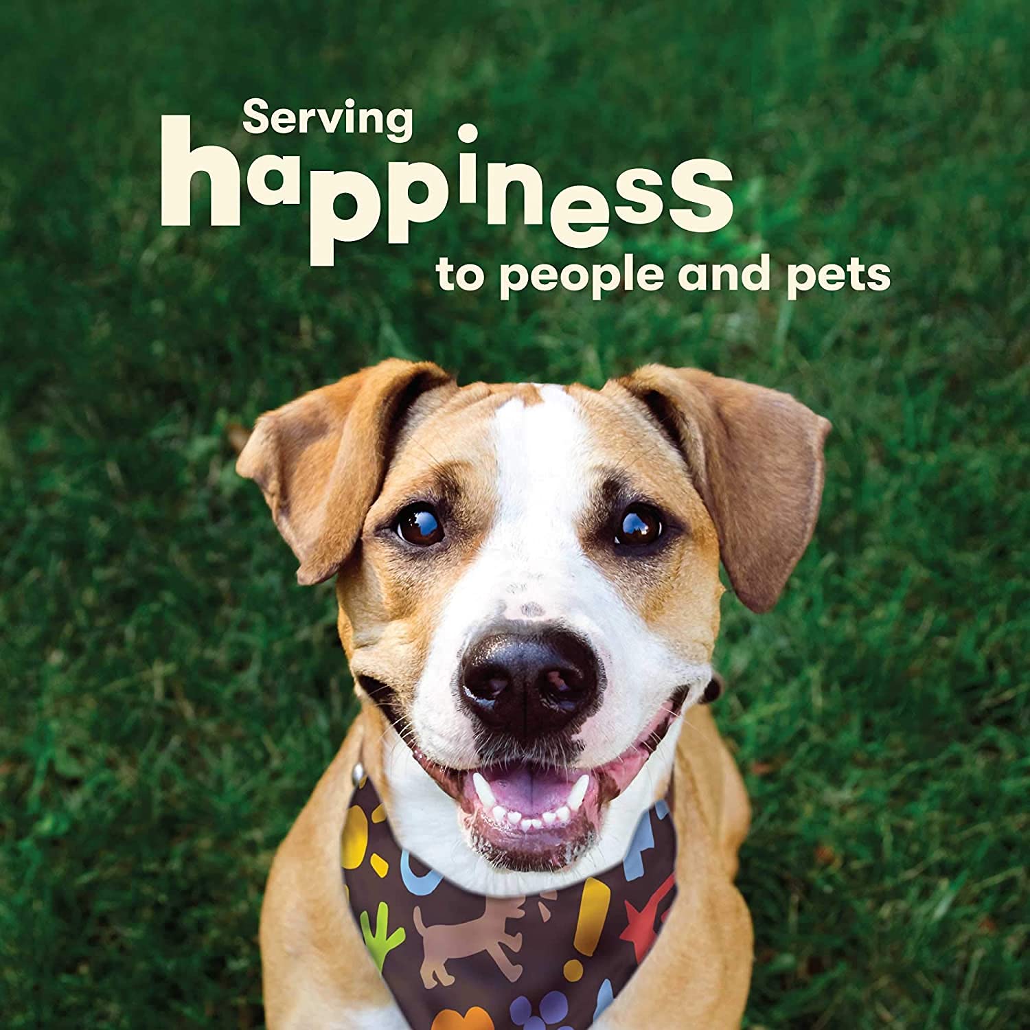 Pet n Shape Hide Twists - Chicken Wrapped Rawhide Dog Treats - Small Twist - 2 Pounds