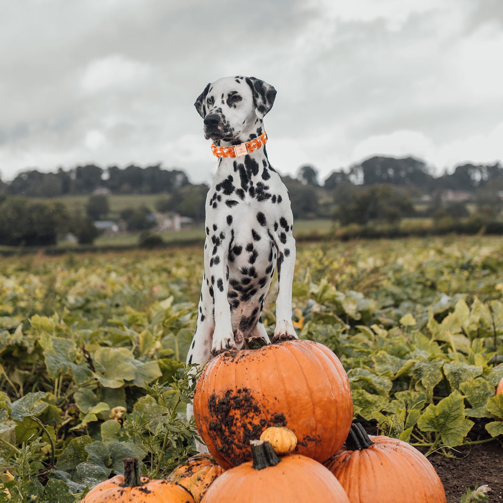 Lionheart Glory Halloween Dog Collars, Fall Dog Collar Heavy Duty Adjustable Dog Collar For Large Collar Dog Female Or Male Dog