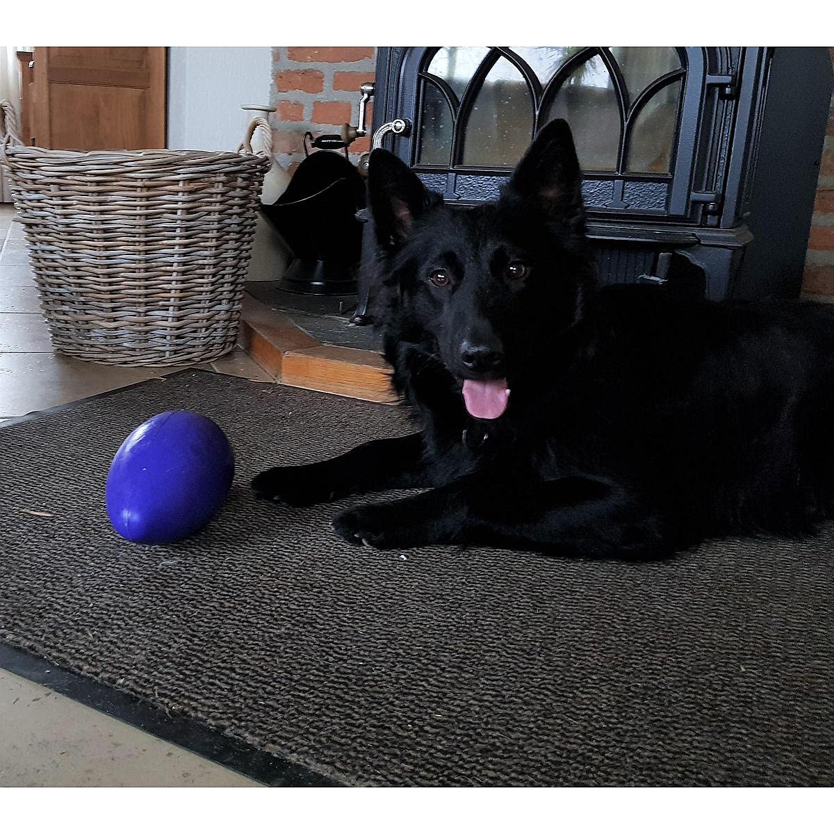 Jolly Pets Jolly Egg Plastic Dog Chew Toy 8 Inch Purple