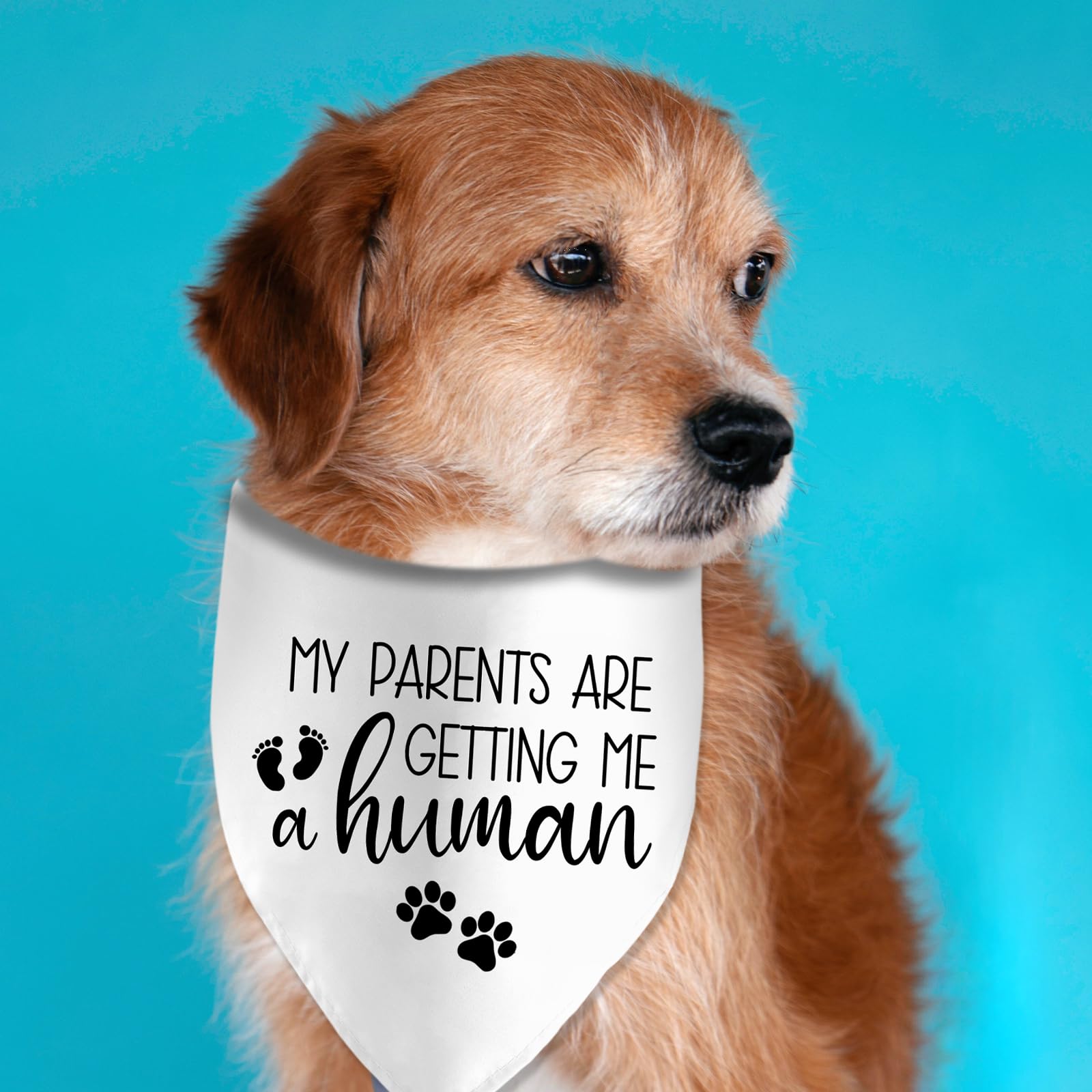My Parents Are Getting Me A Human Dog Pregnancy Announcement Bandana Pregnancy Dog Bandana For Dogs Pet Accessories For Dog Love