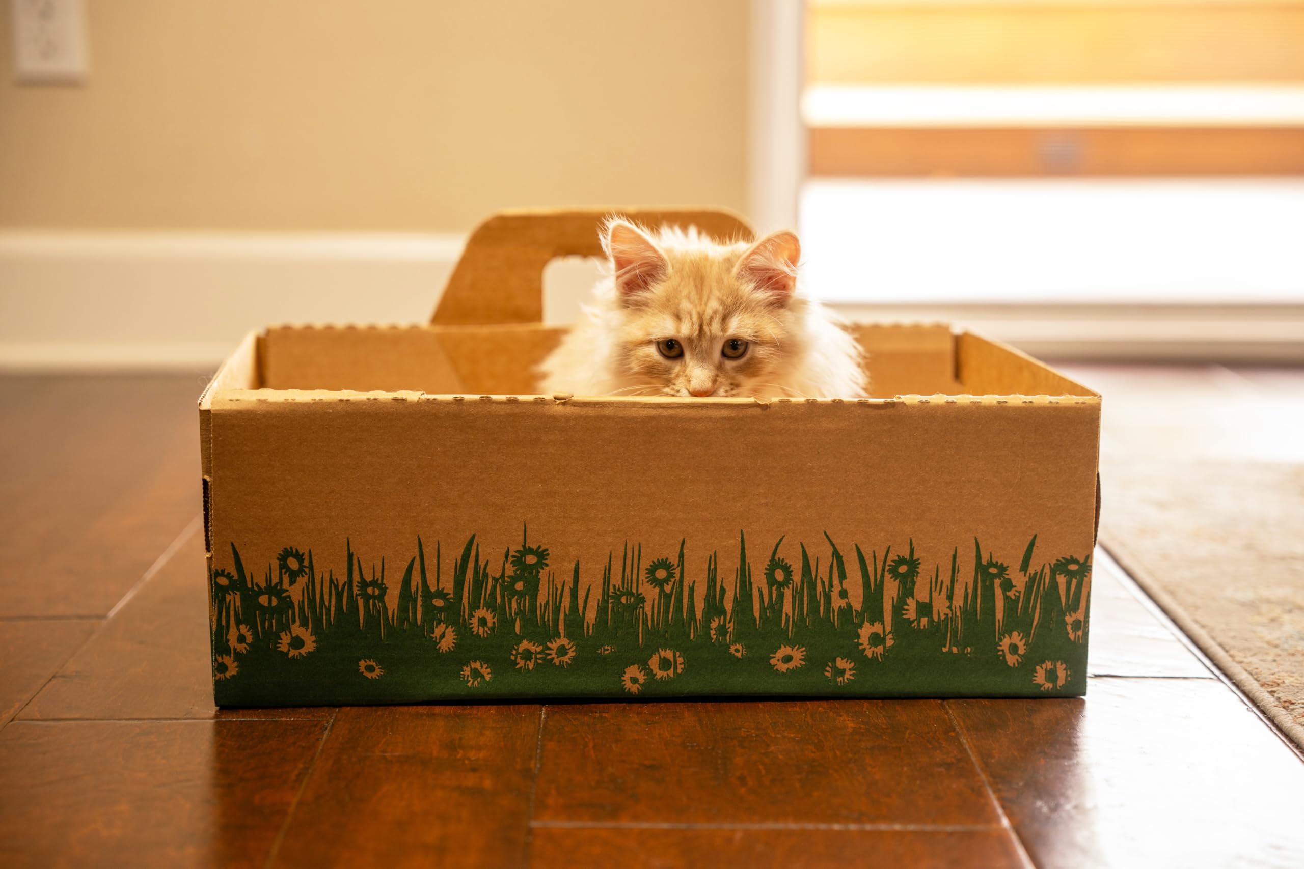 Disposable Ten Second Litter Boxes For Kitty/Cats (10 Count). Biodegradable Solution For Quick And Easy Disposal. Made Of Recyclable Material. (10-Pack)