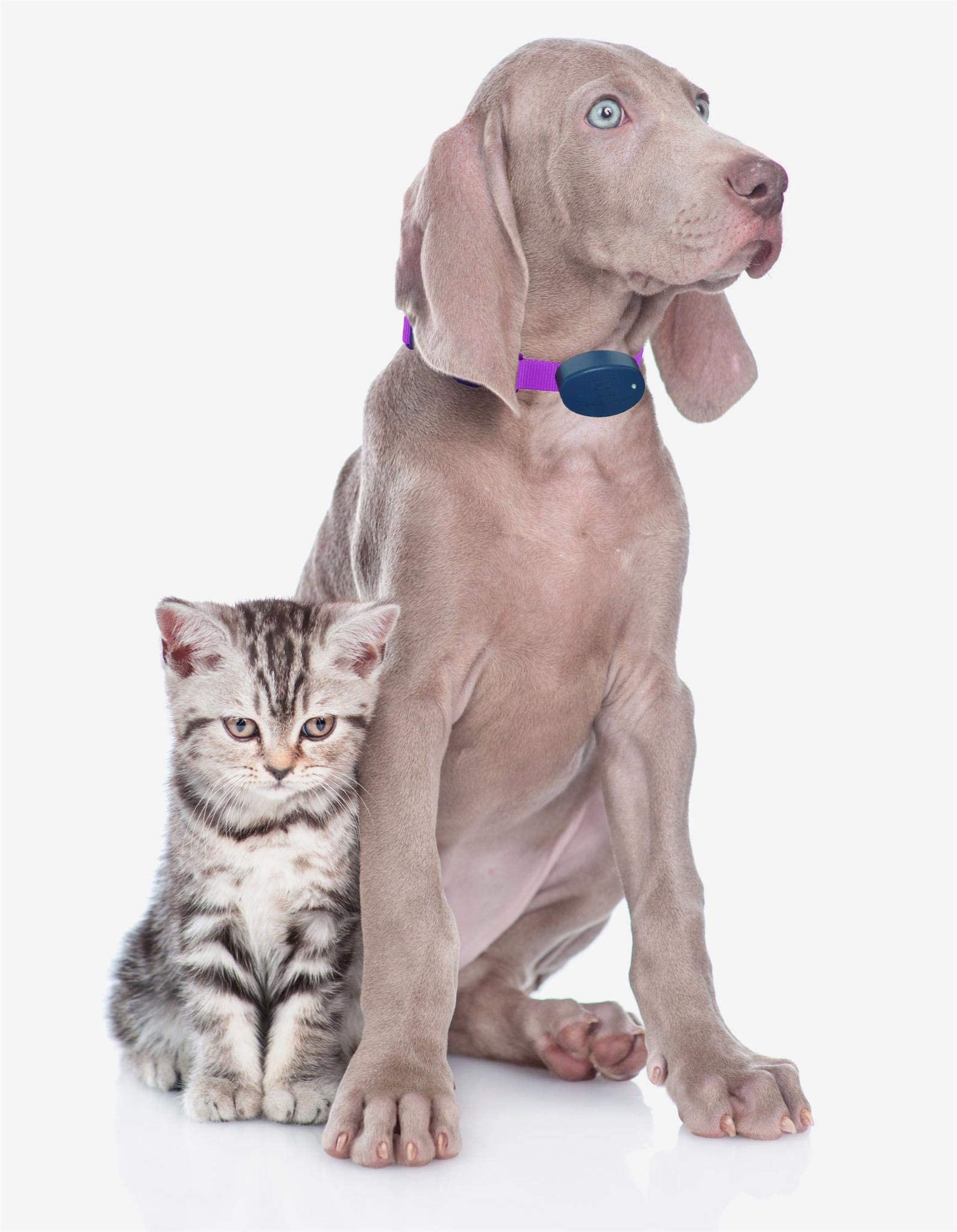 Extreme Dog Fence Dog Collar Replacement Strap - Lime - Compatible With Nearly All Brands And Models Of Underground Dog Fences