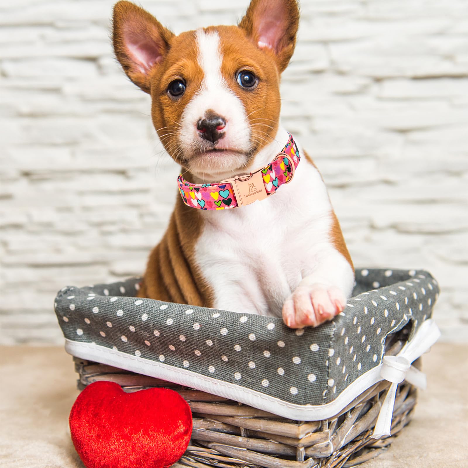 Lionheart Glory Valentine Collar, Hearts Dog Collar For Small Cute Dog Collars Spring Female Pet Gift Adjustable Heavy-Duty Dog