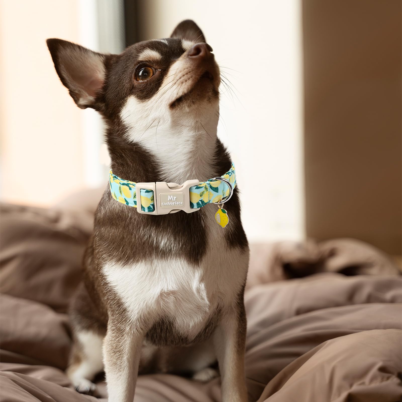 Mr.Chubbyface Summer Lemon Dog Collar, Light Adjustable Puppy Collar With Plastic Buckle, Cute Pet Collar For Small Medium Large