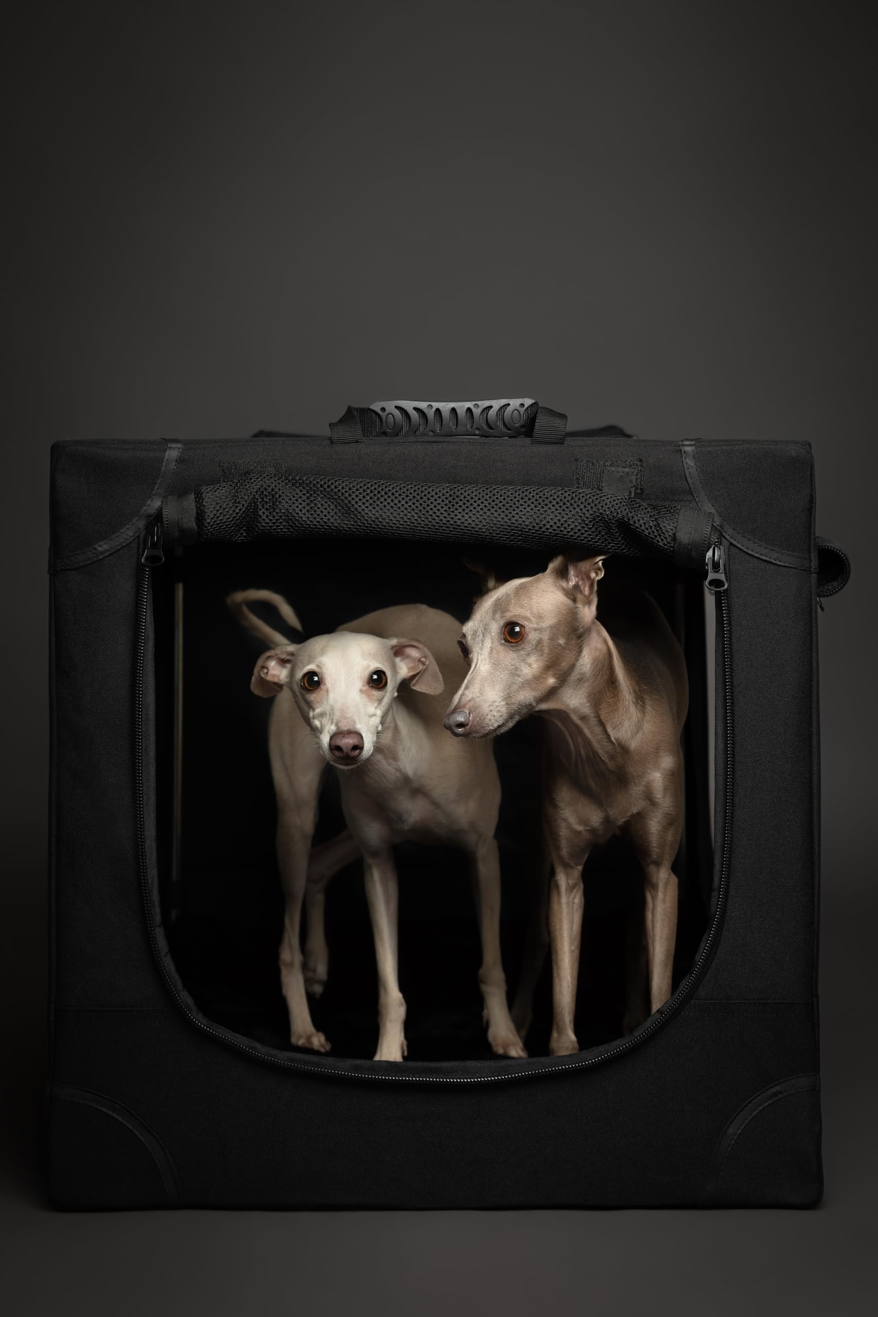 NOAH & PAW Collapsible Dog Crate, Large 30" Travel Kennel, Black Polyester, Includes Pet Mat & Storage Pockets, Model CO-BLACK-L