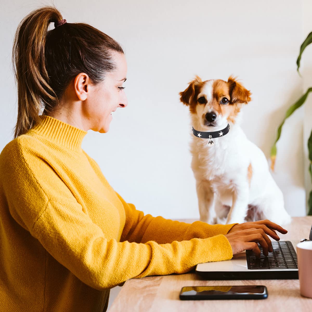 Dog Collar With Star Studs And Bell, Dog Necklace For Puppy Small Medium Large Dog Cat Collar Pet Collar Boy Girls Dog (M: 11-14