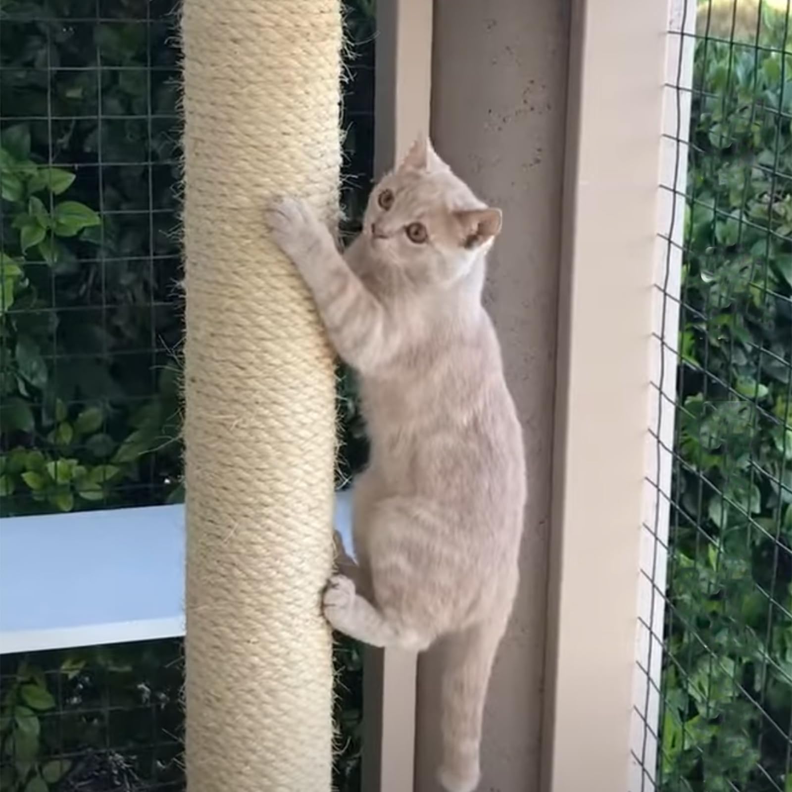 Htjzwg Durable Sisal Rope For Cat Scratcher | Cat Scratching Post Replacement | Cat Tree Rope Replacement | Replacement To Refre