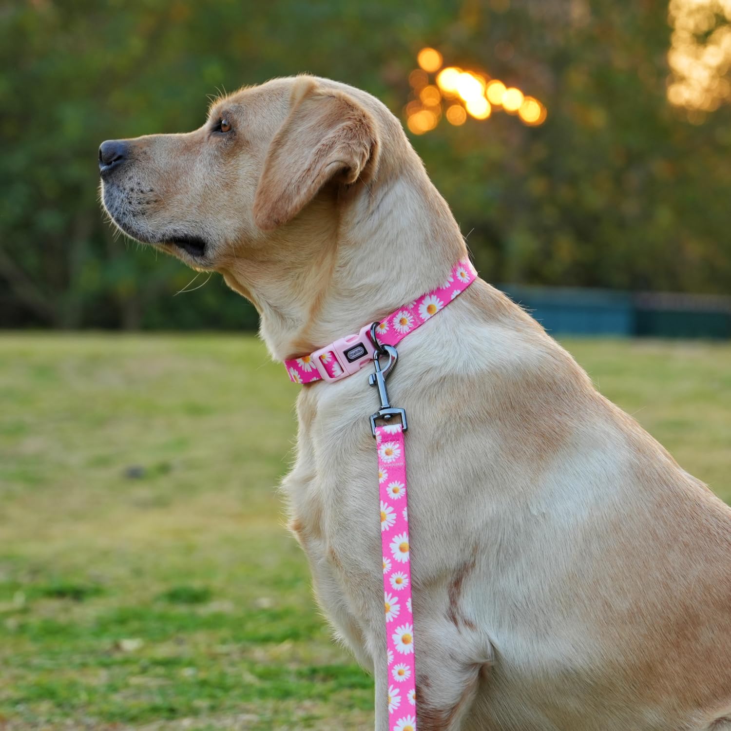 Olahibi Dog Collar And Leash Set, Cute Pink Daisy Pattern, Polyester Material, 5Ft Leash, For Puppy Dogs.(Xs, Daisy Set)