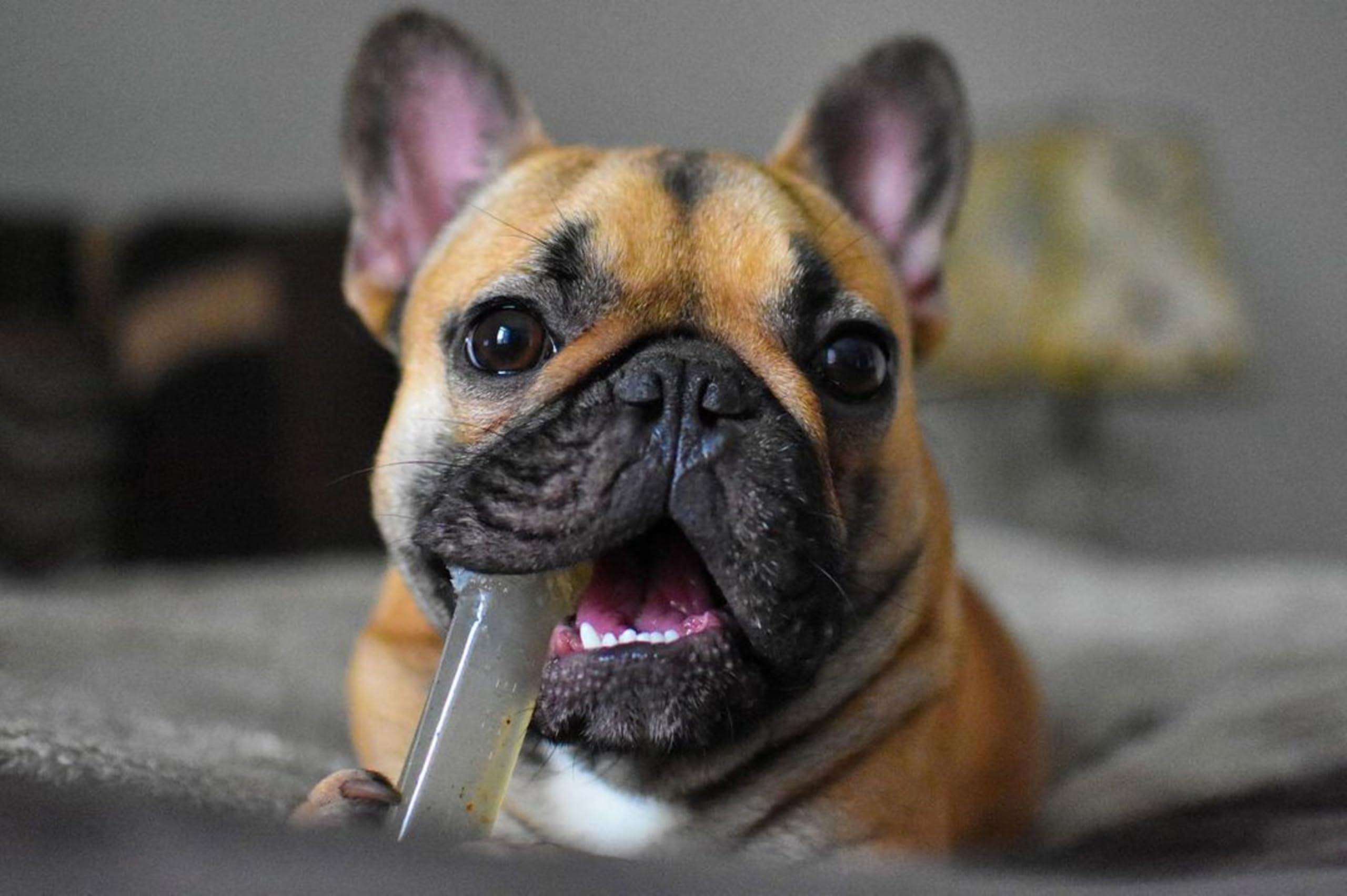 Nylabone Original Bone Flexi Chew Toy For Dogs, Dog Toys For Moderate Chewers, Bacon, Peanut Butter, & Beef, X-Small - Up To 15 Lbs, 3 Pack