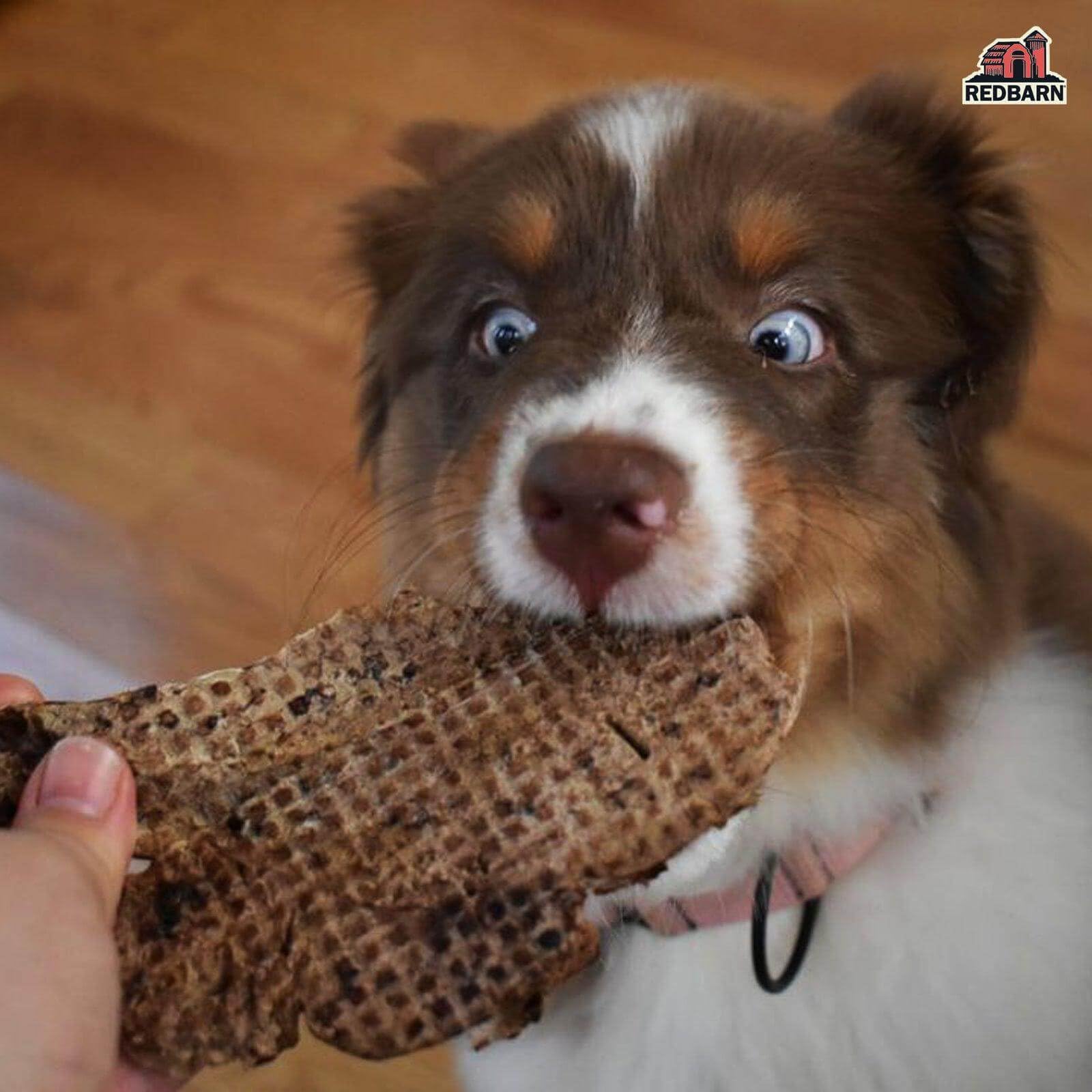 Redbarn Lamb Lung Filets - Oven Roasted Jerky-Style Dog Treats, Flavorful, Tasty & Highly Palatable Chews, Single Ingredient Pro