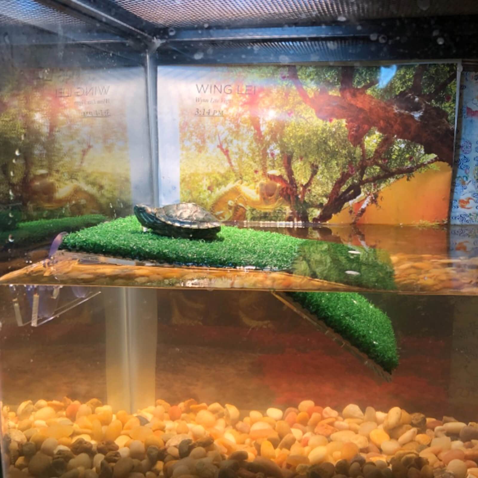 DoubleWood Turtle Basking Platform - Medium Plastic Ramp with Simulation Grass for Turtle Tanks, Small Reptiles & Frogs