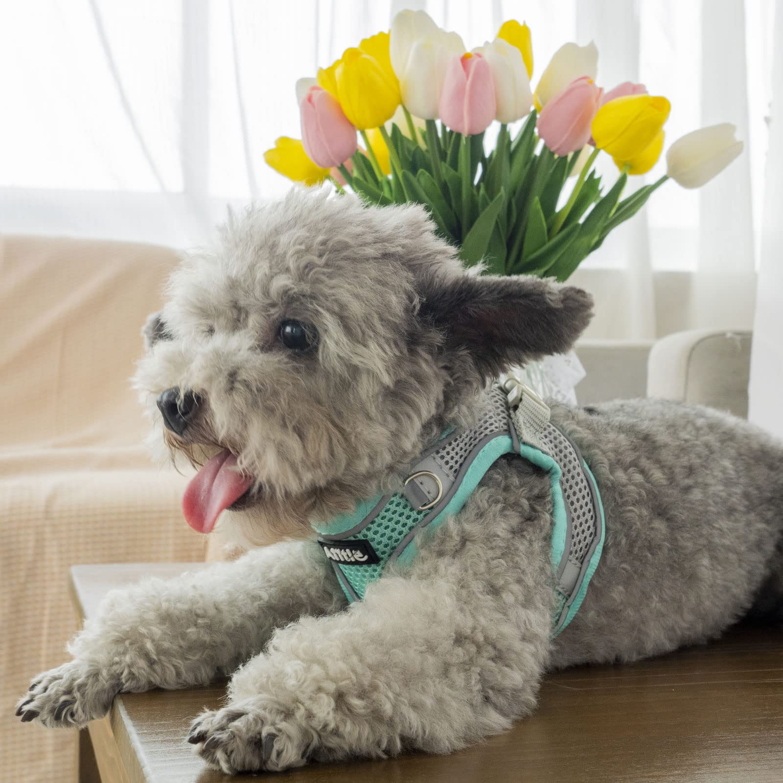 Aiitle Easy Walk Dog Harness And Leash Set - No Pull, Step In Adjustable Dog Harness With Padded Vest For Small Dogs, Turquoise