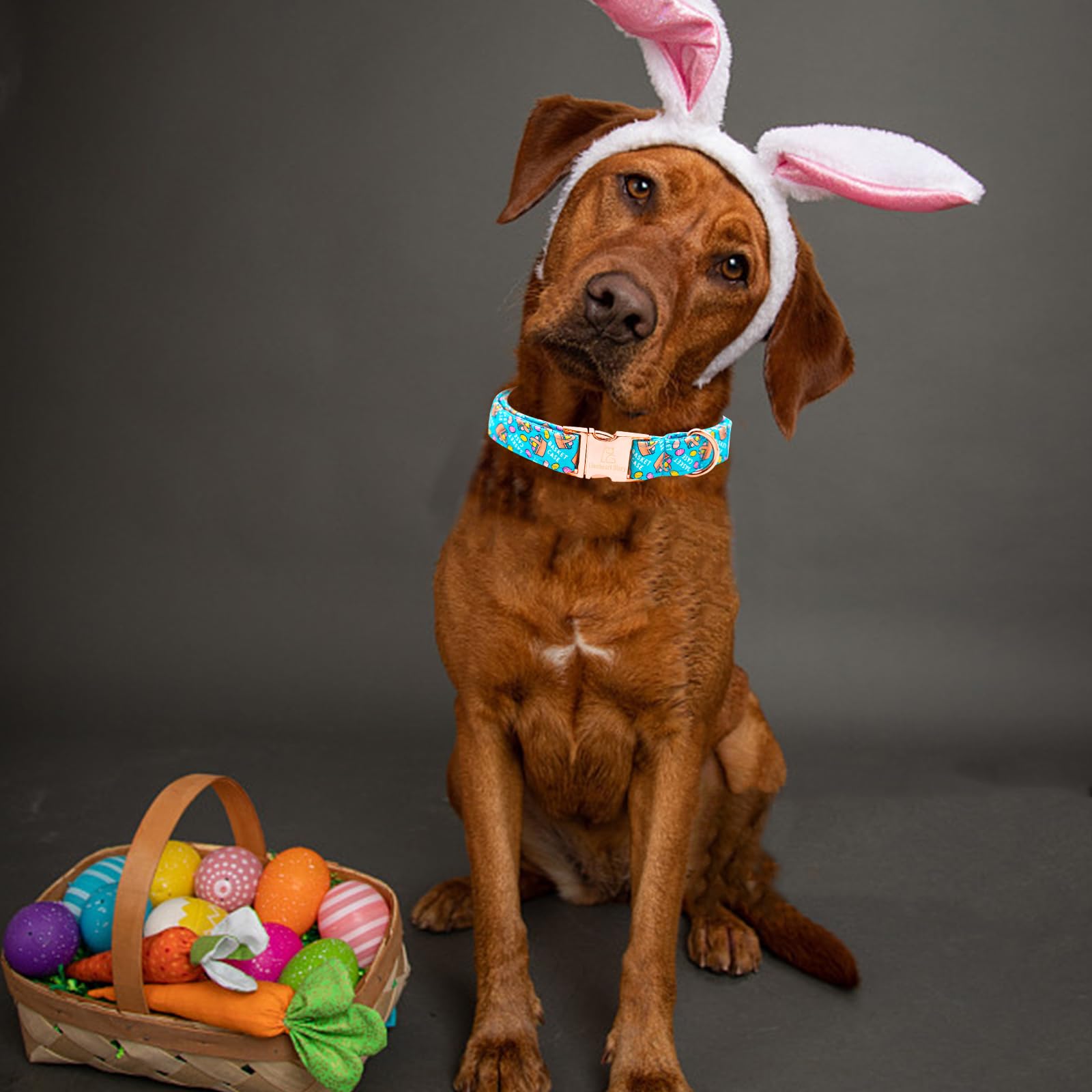 Lionheart Glory Easter Dog Collar Colorful Collar For Large Dog Collars Easter Egg Print Dog Collars Spring Female Or Male Pet G