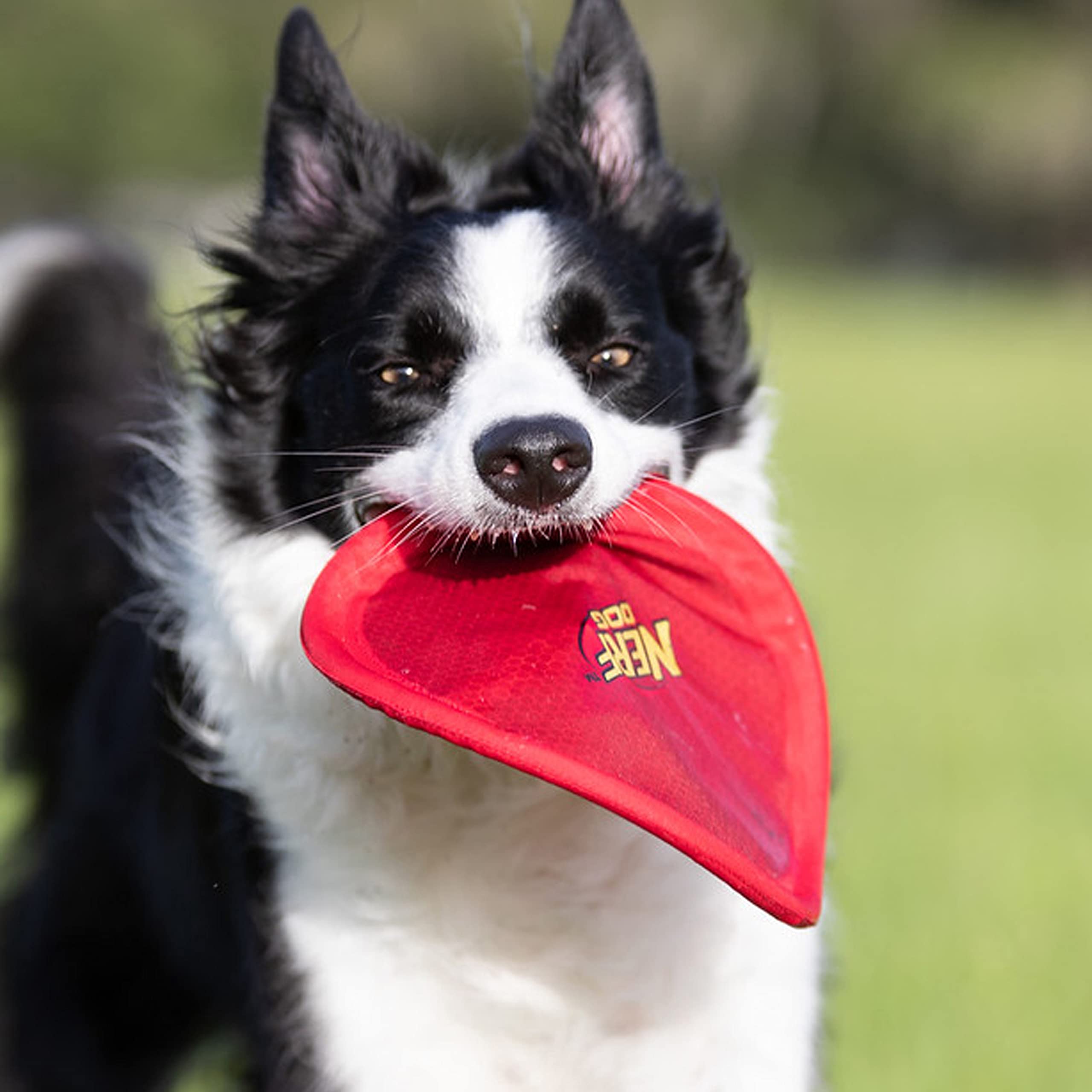 Nerf Dog Nylon Flyer Dog Toy, Flying Disc, Lightweight, Durable And Water Resistant, Great For Beach And Pool, 9 Inch Diameter,