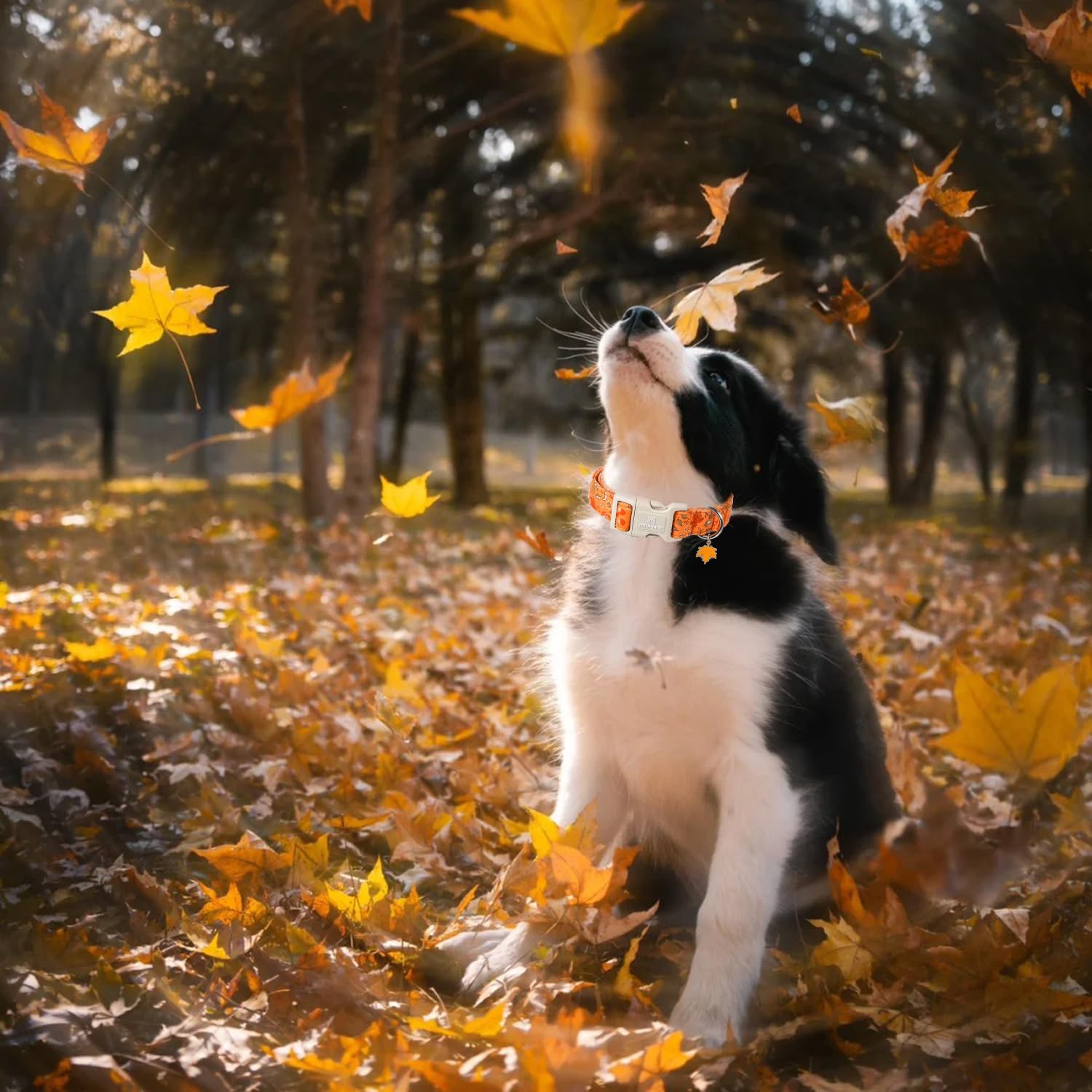 Maca Bates Fall Dog Collar Red Maple Leaf Print Autumn Dogs Collars Durable Comfortable Adjustable Puppy Colar Birthday Gift For