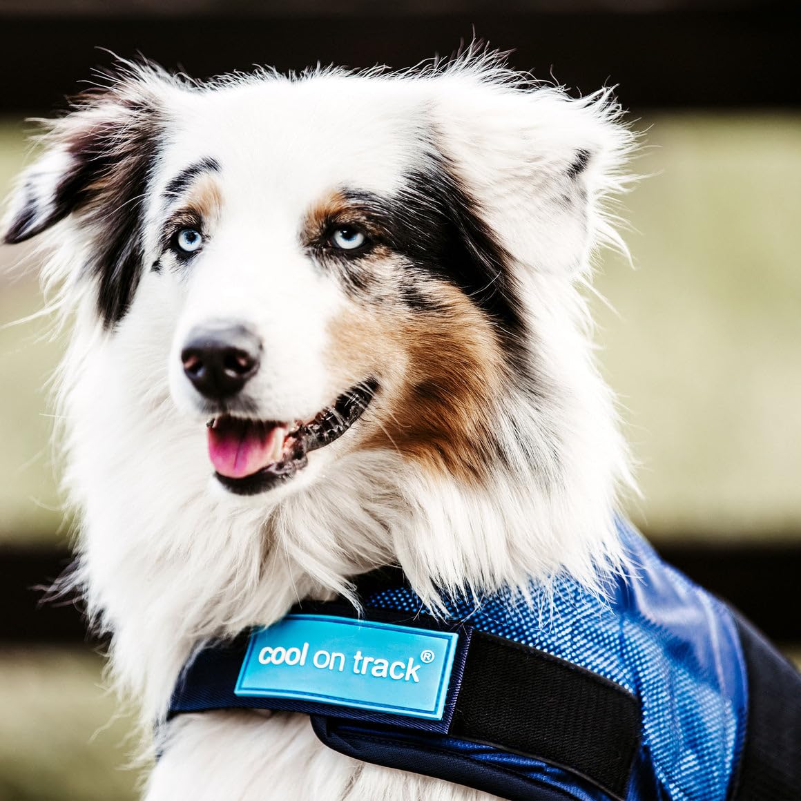 Back On Track Cool On Track Cooling Dog Coat (S2, 40Cm / 14-16.5'')