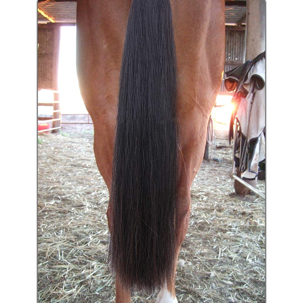 Y.J TAILS Horse Tail Extensions with Braided Horsehair Loop, Blunt Cut Bottom, 34-36 inches Long and 1 lb Weight (Natural Black)