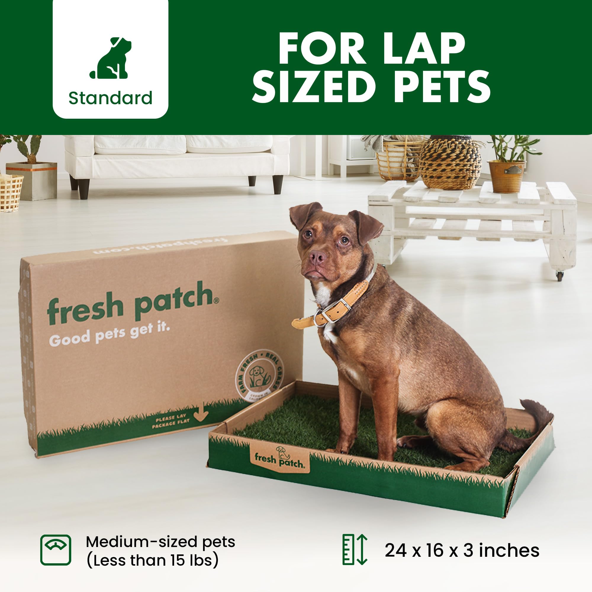 Fresh Patch Real Grass Patch For Dogs, Cats, And Small-Medium Pets Under 15 Pounds - Disposable Pet Grass Pee Pads - Indoor And
