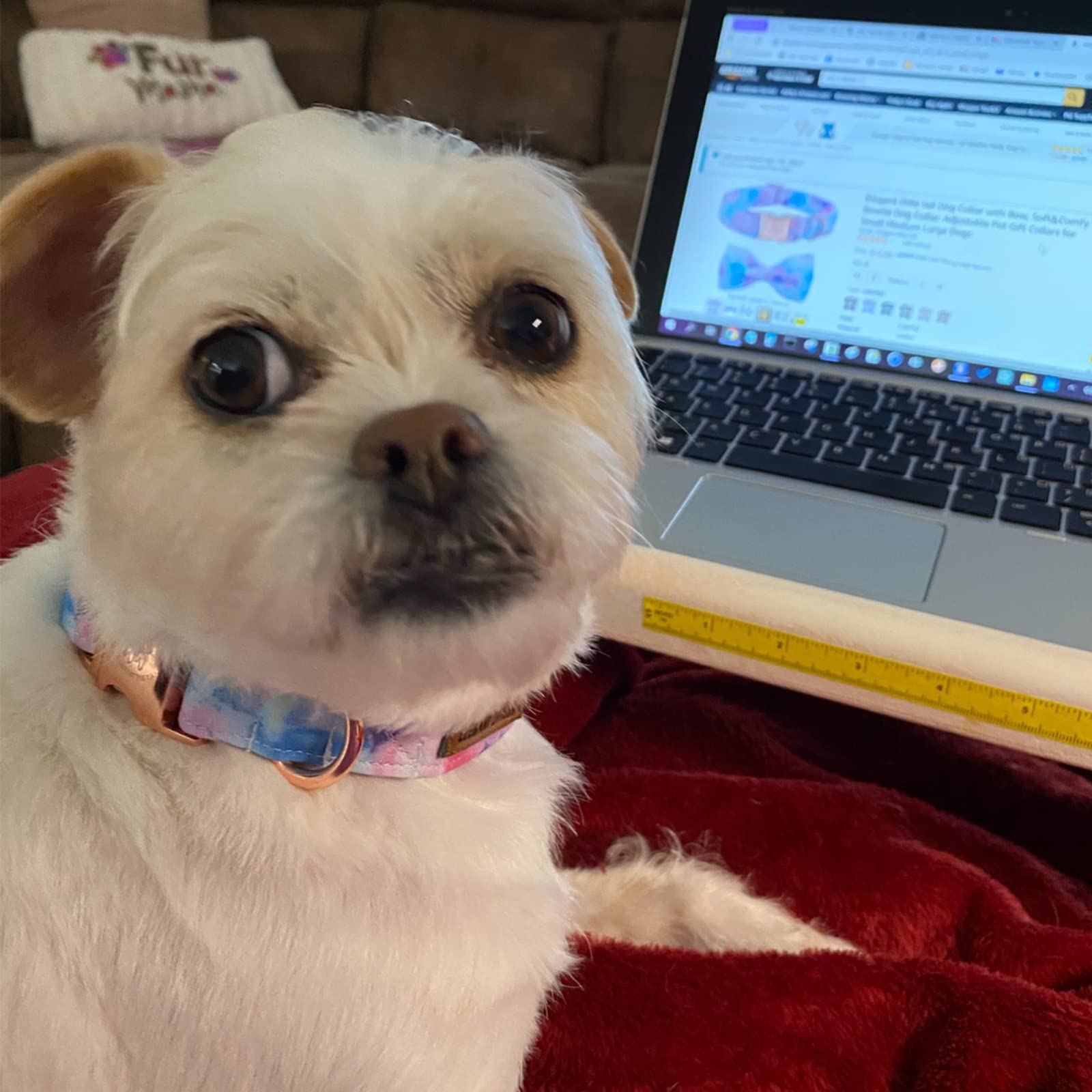 Elegant Little Tail Dog Collar, Colorful Pattern Pet Collar Durable Cute Dog Collars Fashion Male Female Pet Gift Adjustable Dog