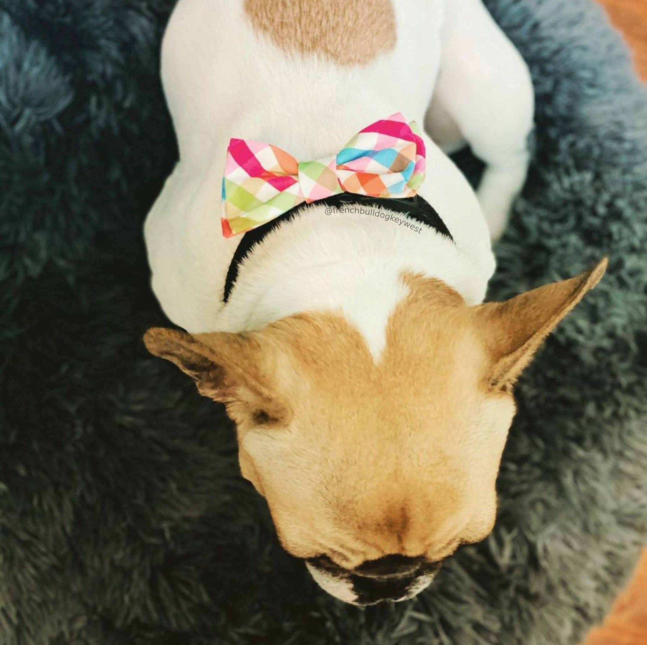 Huxley & Kent Bow Tie for Pets | Yellow/Orange Check (Extra-Large) | Easter Spring Bow Tie Collar Attachment | Fun Bow Ties for