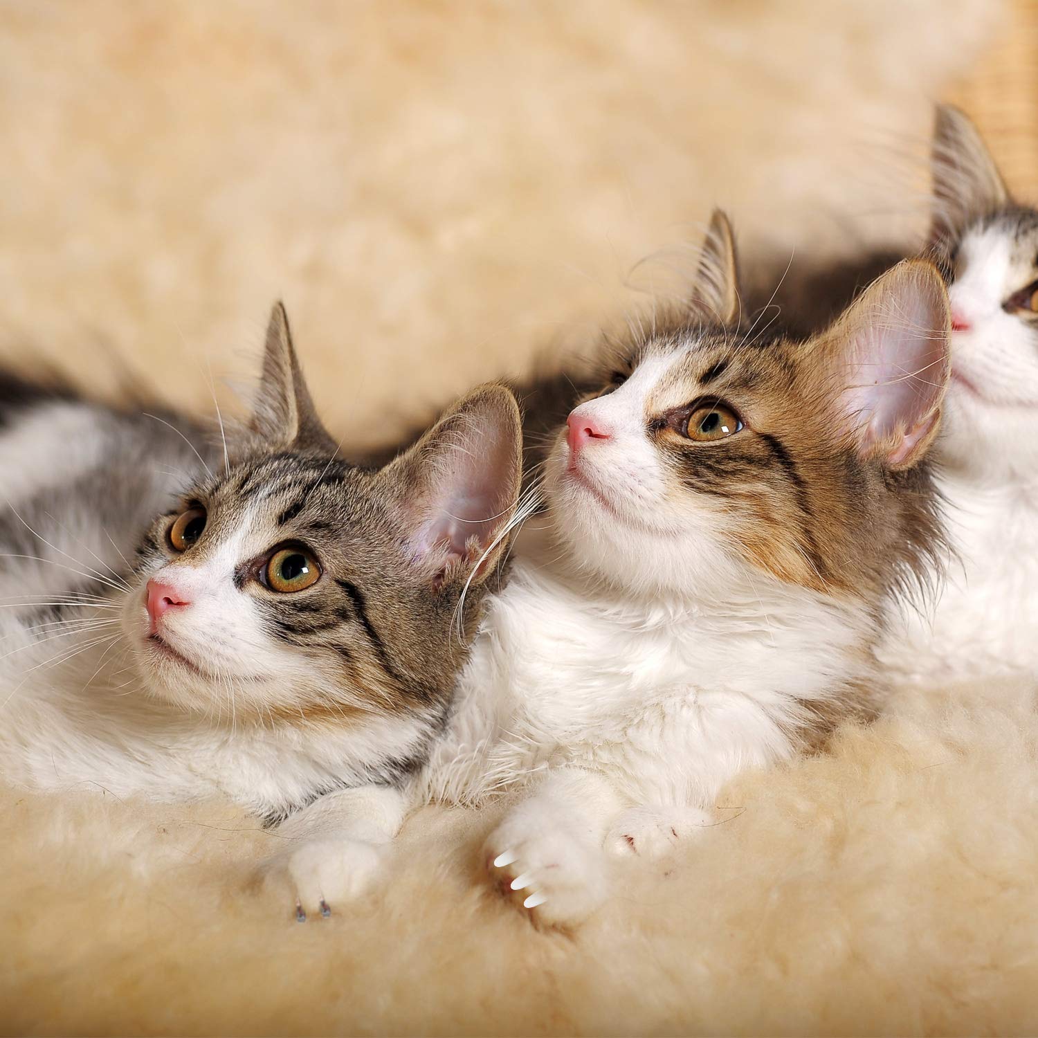 Willbond 200 Pieces 20 Color Cat Claw Caps With 10 Pcs Adhesive Glues And 10 Pcs Applicators Cat Claw Covers Cat Nail Tips With Instruction For Pets Cats