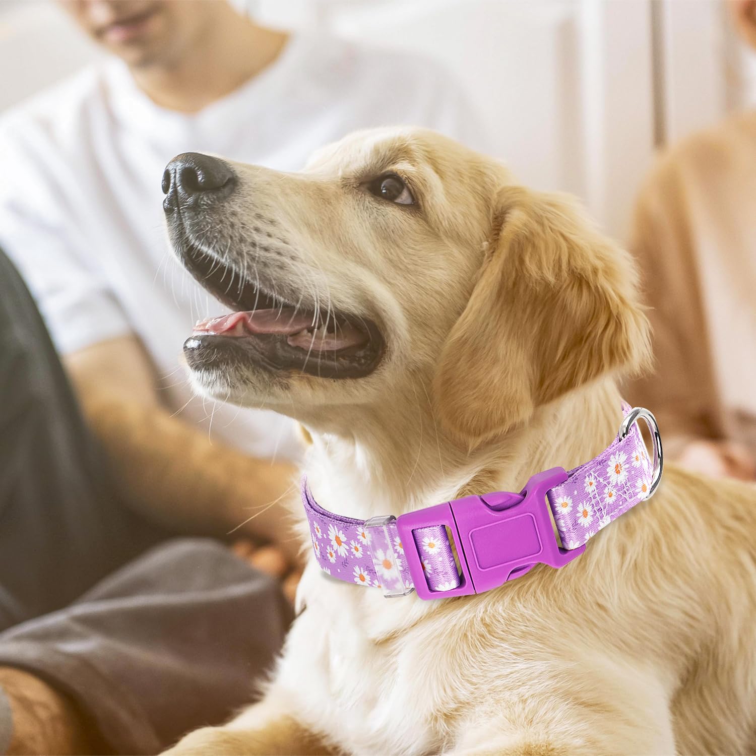 Purple Dog Collars For Small Dogs, Cute Girl Dog Collar With Daisy Flowers Pattern, Adjustable Heavy Duty Pet Collar With Safety