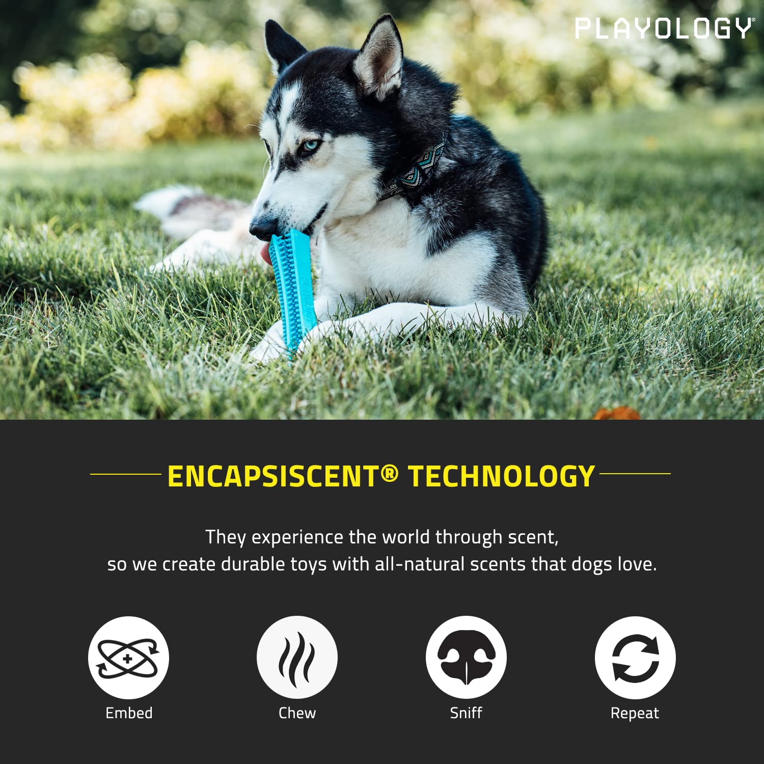 Playology Silver Dental Chew Stick Dog Toy, Medium - Designed for Senior Dogs (15-35lbs) - Engaging All-Natural Peanut Butter Sc