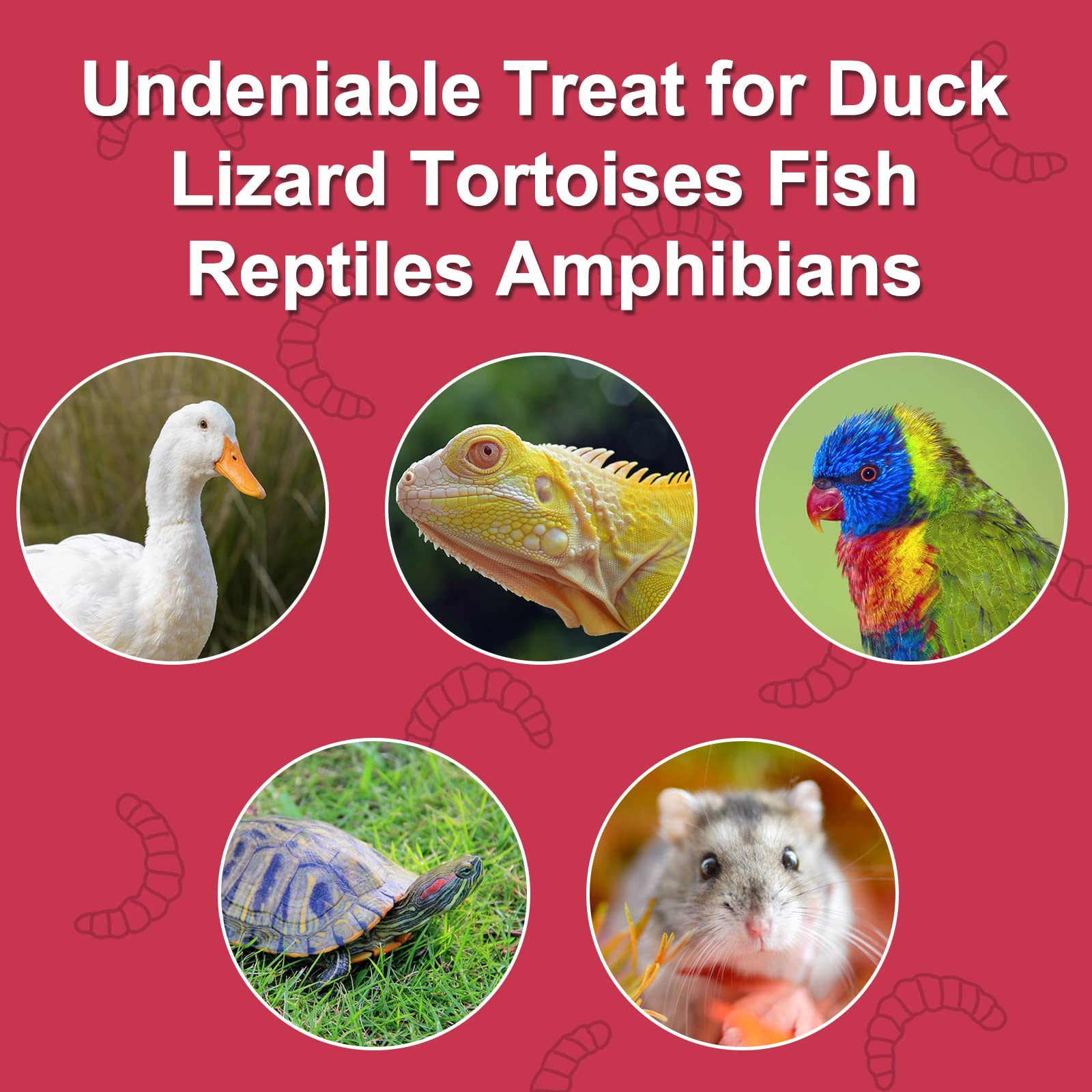 DE AVILA Dried Black Soldier Fly Larvae 10LB - 100% Natural BSF Larvae for Chicken Feed - BSFL 85X More Calcium Than Mealworms -