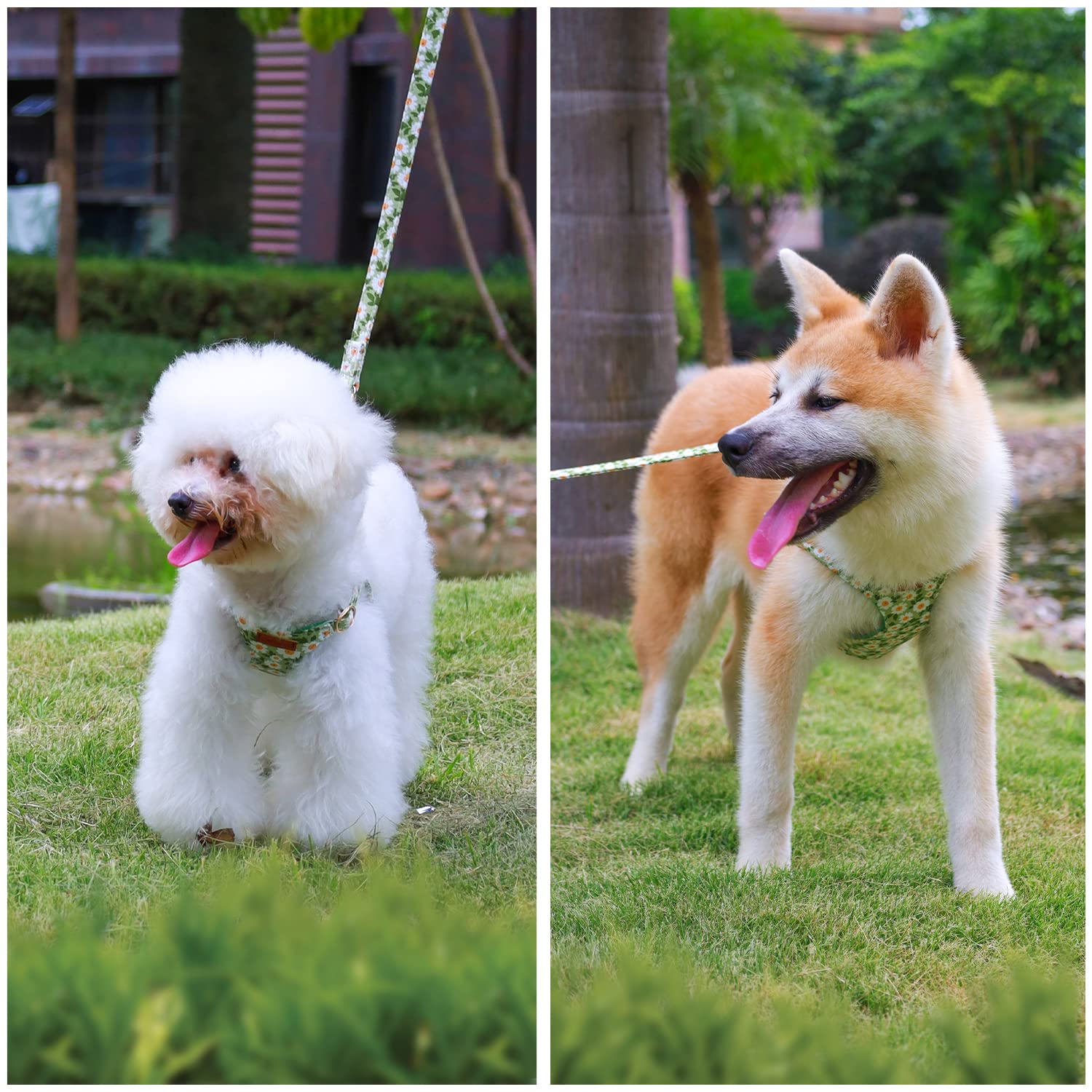 Chede No Pull Floral Pattern Dog Harness- Lightweight And Soft Dog Harness, Adjustable Small Dog Harness And Leash Set, With Dog Leash, Suitable For Puppy Small And Medium-Sized Dog (Xxs, Green Daisy)