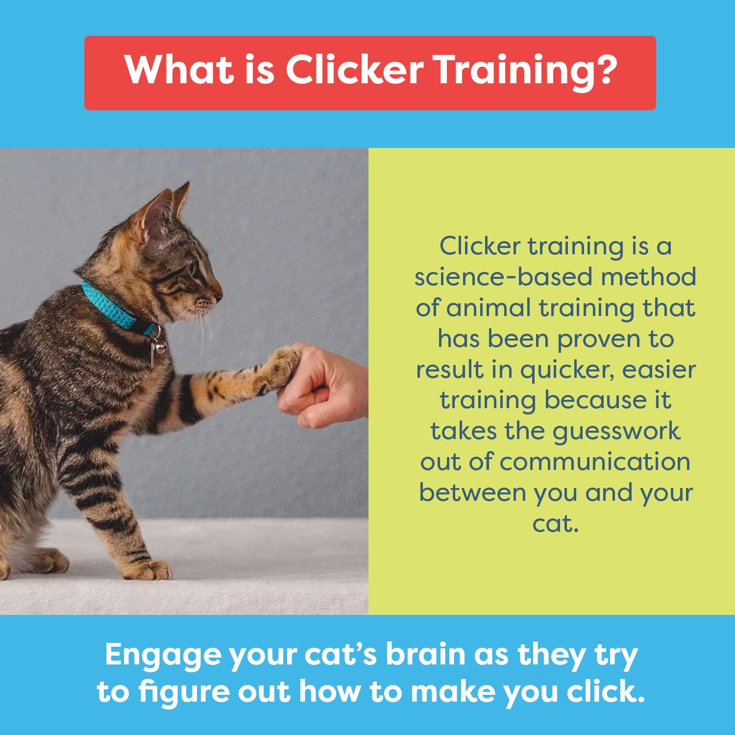 Cat School Clicker Training Kit - 1 Target Stick, 1 Step-By-Step Instruction Booklet - Perfect For Fist Bump Training & Positive