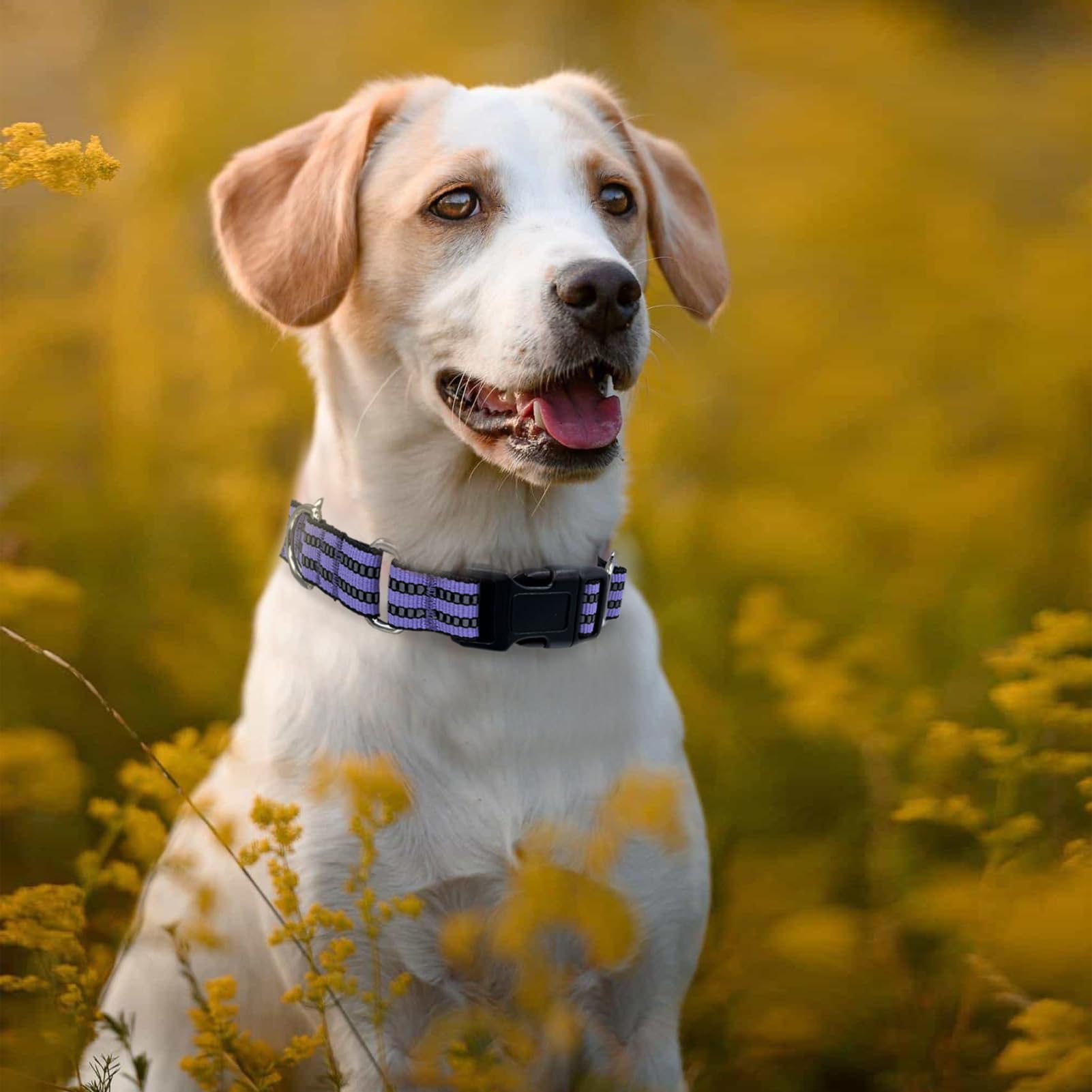 Hikiko Martingale Dog Collars Reflective Nylon Dog Collar With Quick Release Buckle Adjustable Training No Slip Dog Collar (Medium, Lavender)