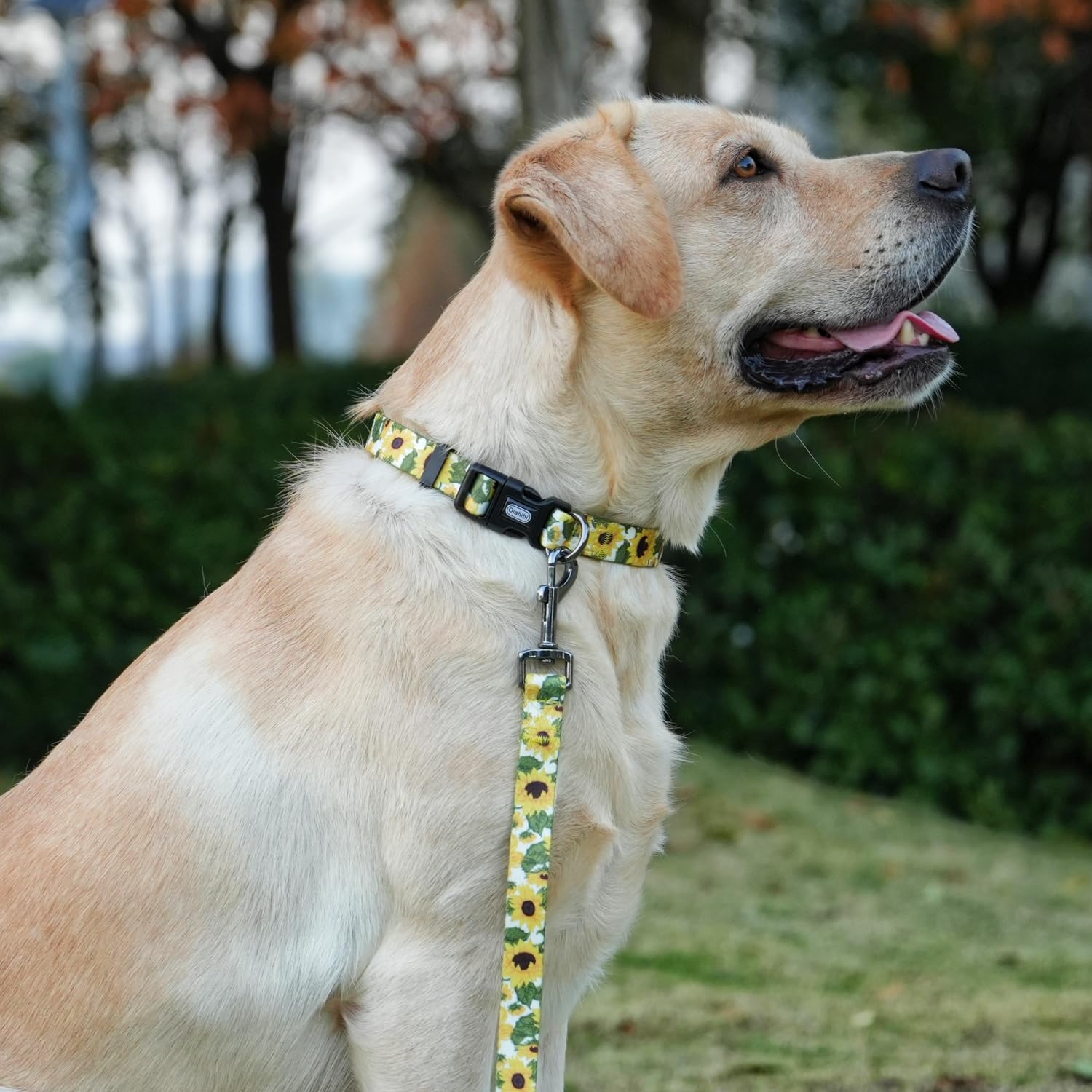 Olahibi Dog Collar Leash Set, Floral Pattern, 5Ft Matching Leash, Polyester Material, 4 For Small Medium Large Dogs.(S, Sunflowe