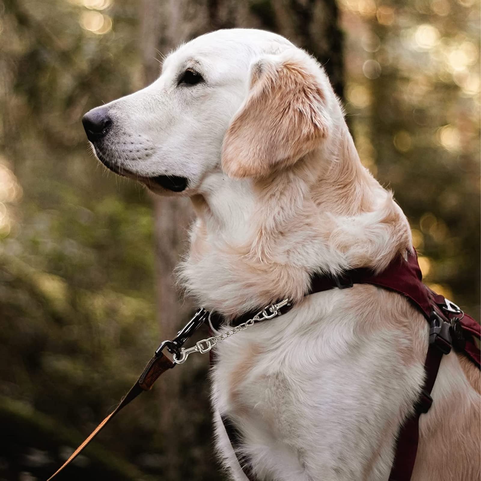 Deyace Metal Dog Collar Safety Clip, 2 Pack Heavy-Duty Backup For Prong Collar, Dog Harness Collar Connector 8Inch/10Inch (10-In