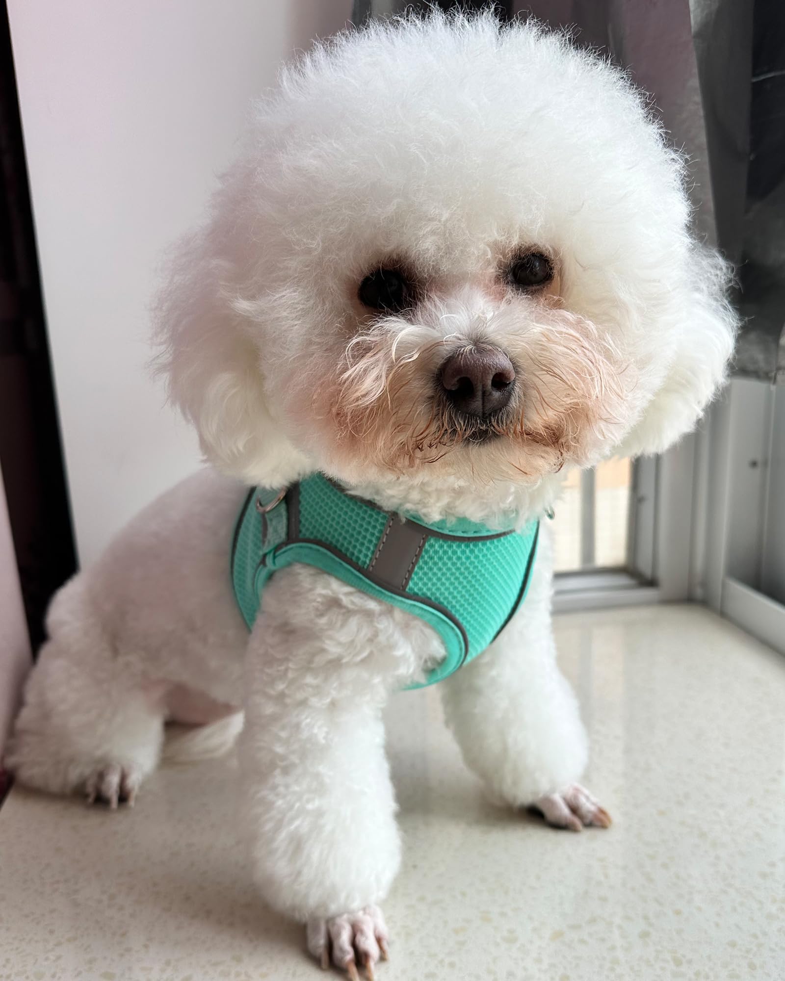 Solmoony No Pull Dog Harness - Step In, Mesh, For Small To Large Dogs (Green, Xxs) With Leash Set