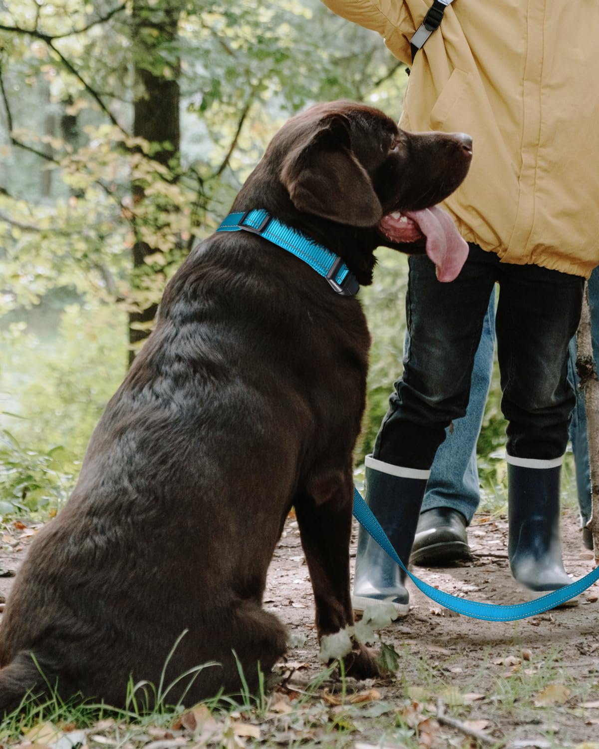 Tagme Reflective Nylon Dog Collars, Adjustable Classic Dog Collar With Quick Release Buckle For Large Dogs, Sky Blue, 1.0' Width