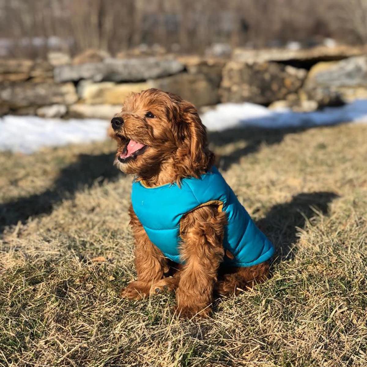 Gooby Padded Vest Dog Jacket - Solid Turquoise, X-Large - Warm Zip Up Dog Vest Fleece Jacket With Dual D Ring Leash - Water Resistant Small Dog Sweater - Dog Clothes For Small Dogs Boy And Medium Dogs