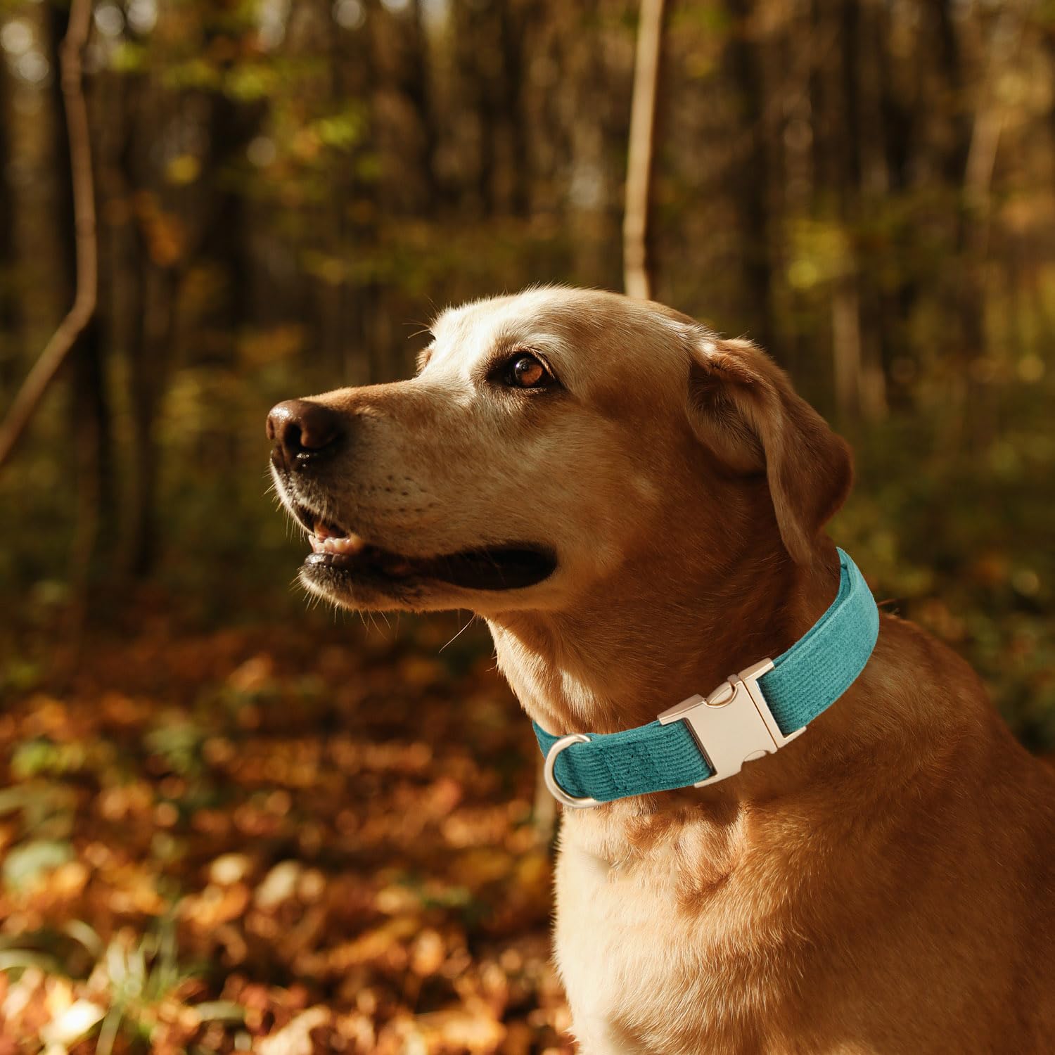Ewinoom Soft Corduroy Dog Collar and Leash Set, Adjustable Cotton Dog Collars with Metal Buckle and Lead for Large Dogs,Dark Gre