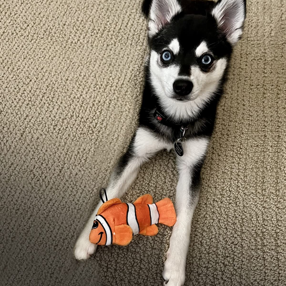 Smartpetlove Tender-Tuffs Tiny - Tough Plush Dog Toys For Puppies And Small Breeds - Stuffed Orange Clownfish With Puncture Resistant Squeaker