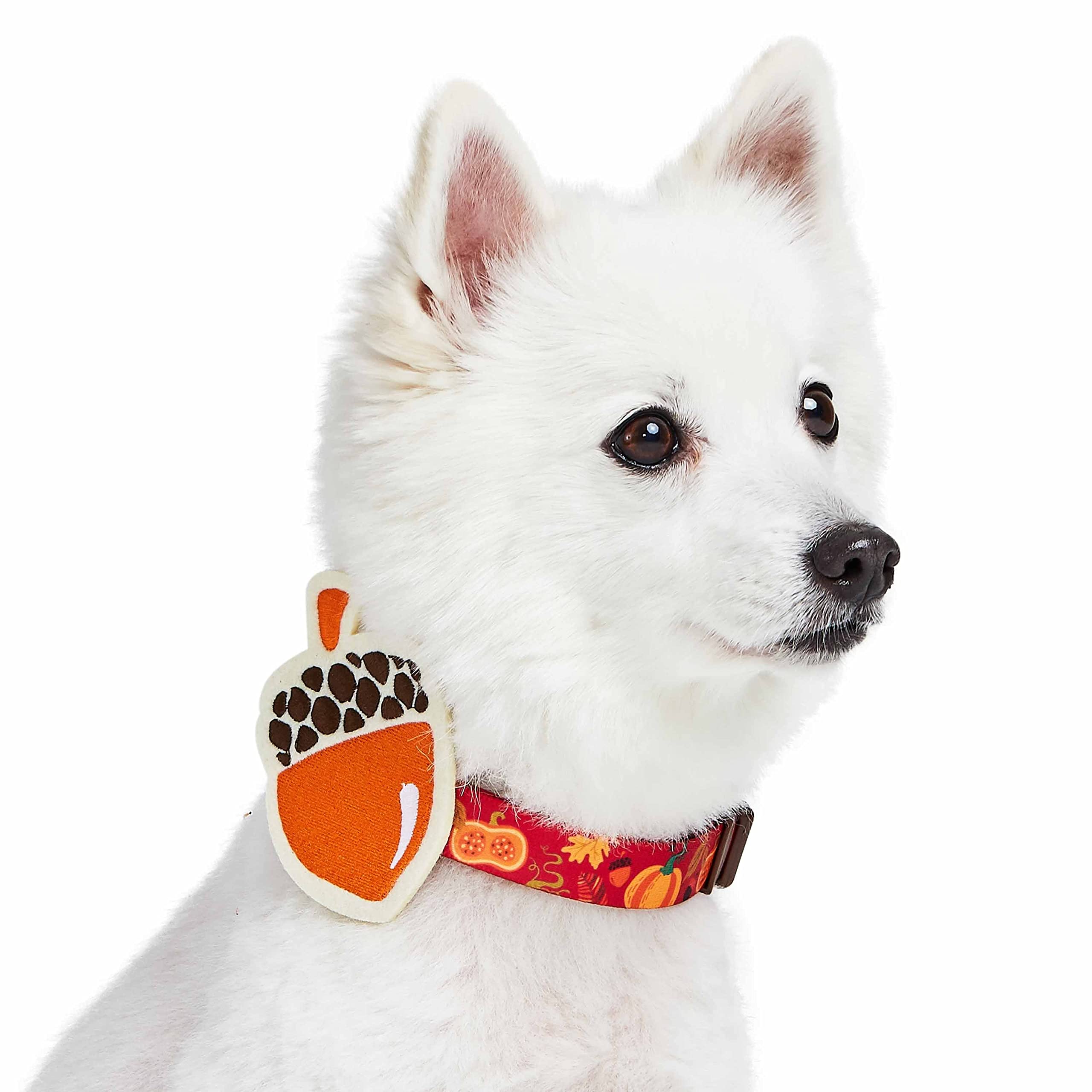 Blueberry Pet Thanksgiving Fall Pumpkin and Acorn Adjustable Dog Collar with Detachable Accessory, Small, Neck 12''-16''