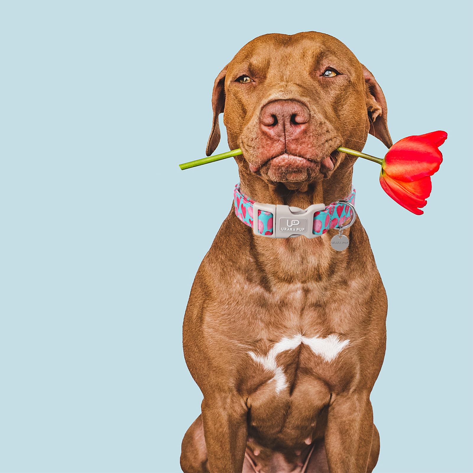 Up Urara Pup Pink Heart Dog Collar, Adjustable Size For Puppy Small Medium Dogs, Valentine'S Gift, Cotton Material, Unique Craft