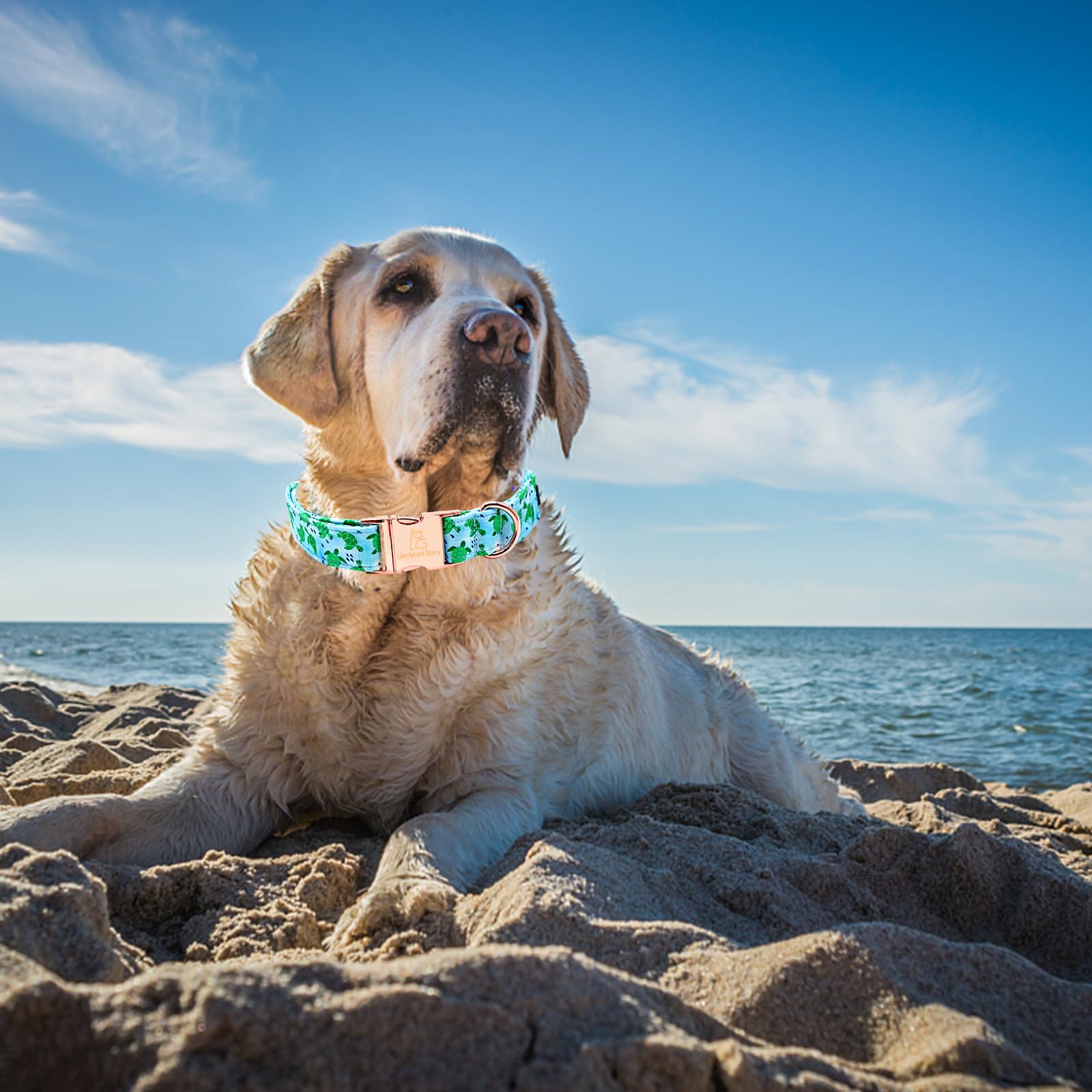 Lionheart Glory Dog Collar Blue Dogs Collar Spring Summer Cute Collars Dog Boy Or Girl Soft Durable Adjustable Dog Collars For M