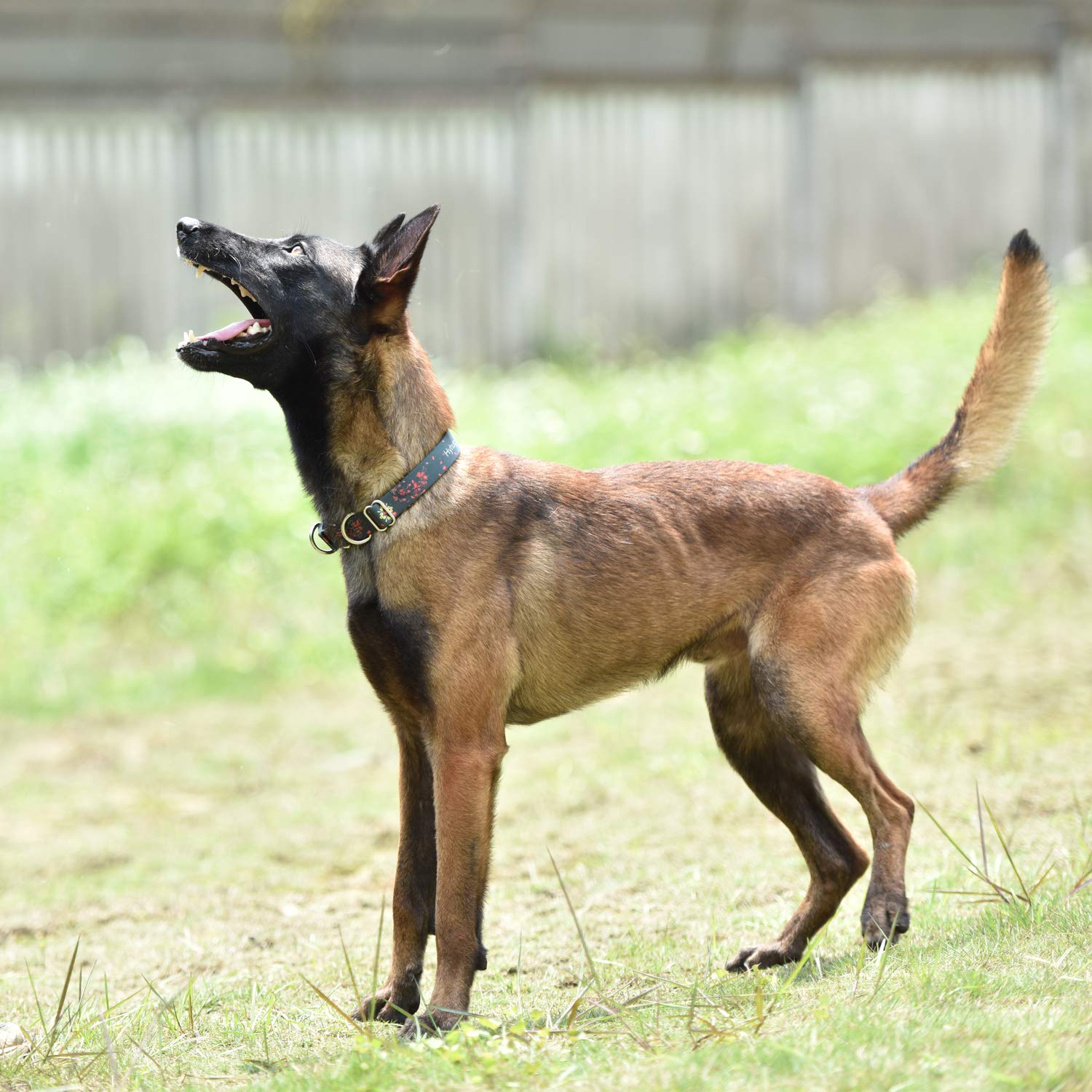 Heavy Duty Martingale Dog Collar For Large Boy And Girl Dogs Daily Use Walking Professional Training - Double Ring Attach Id Tag
